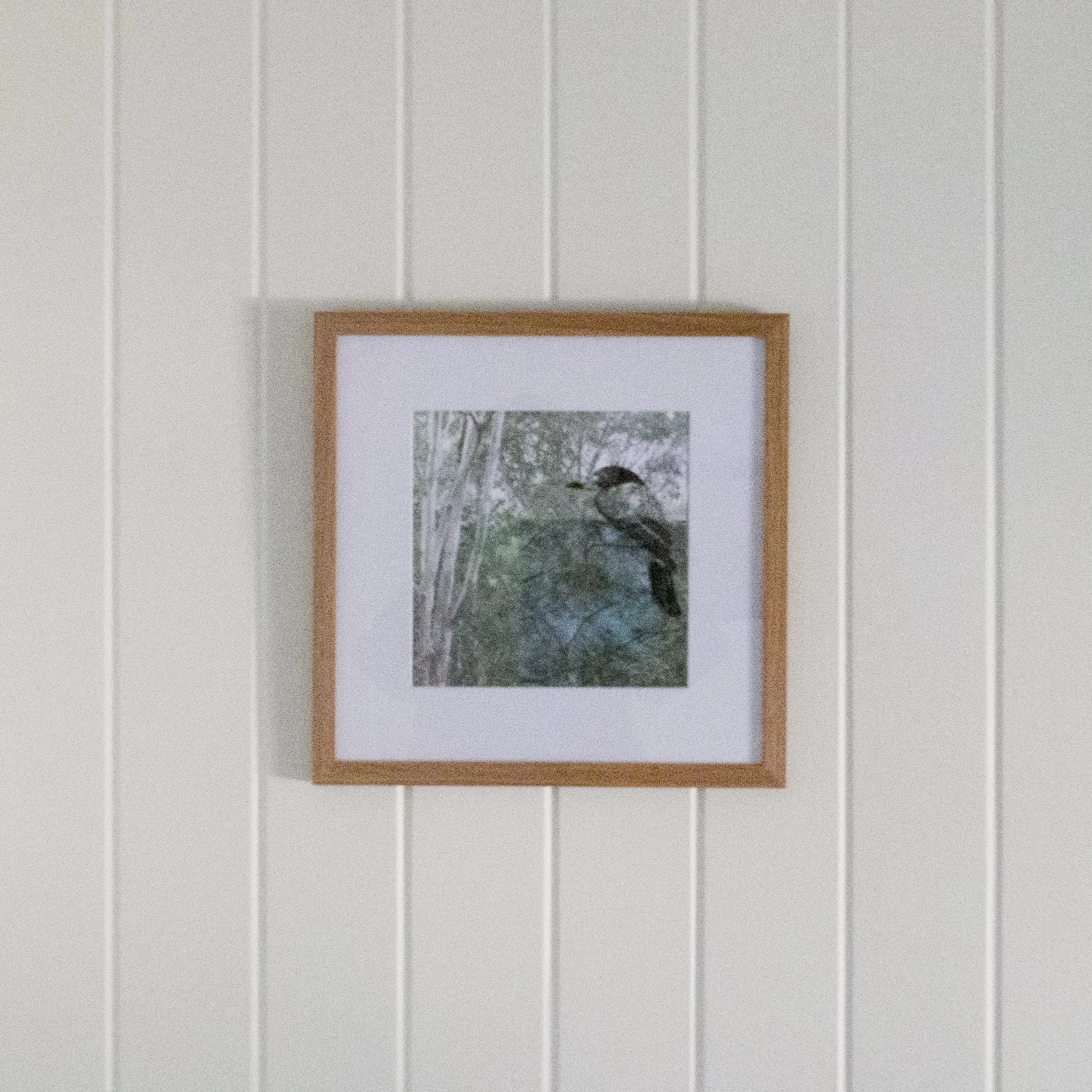 01_framed (in situ)_butcherbird.jpg
