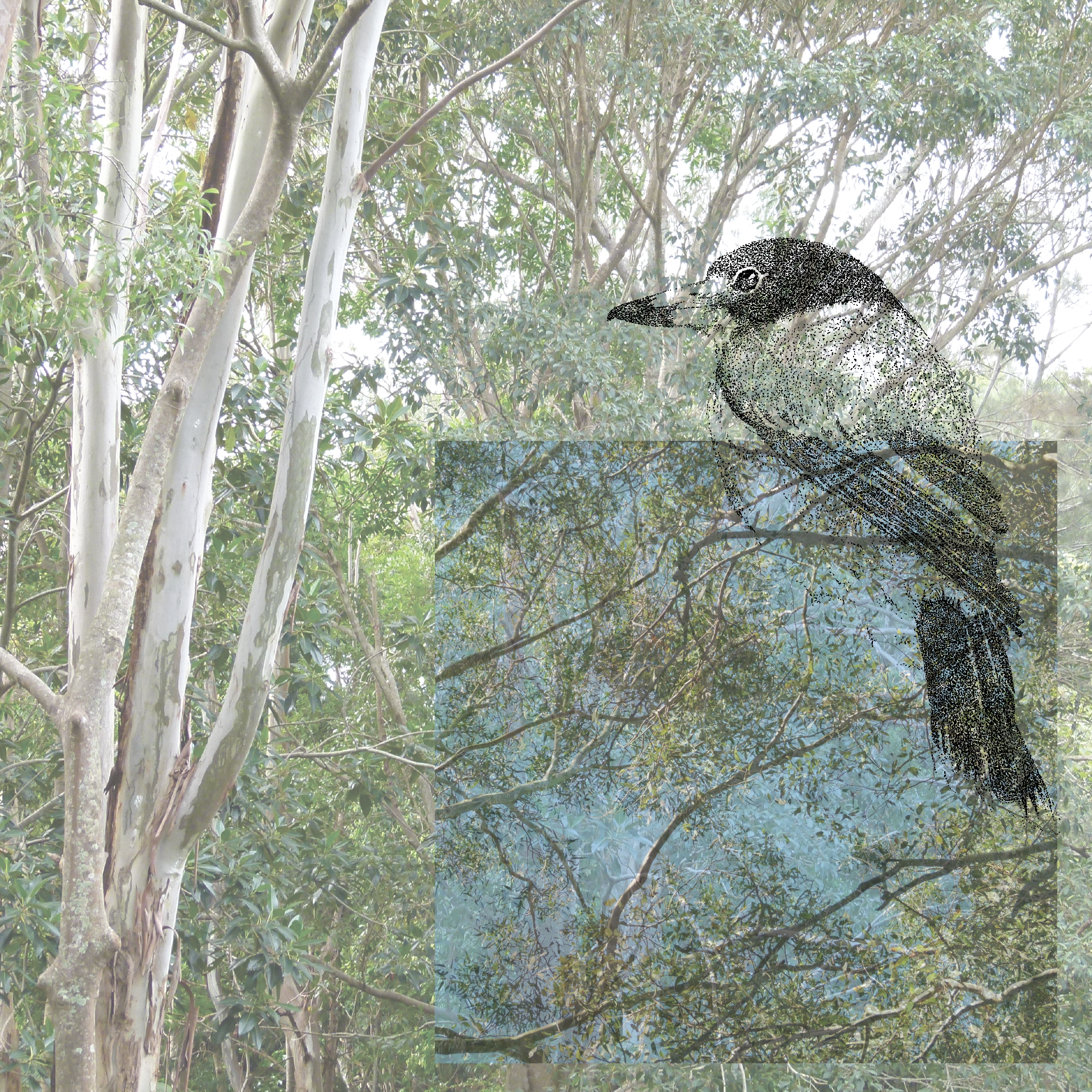 01_butcherbird.png
