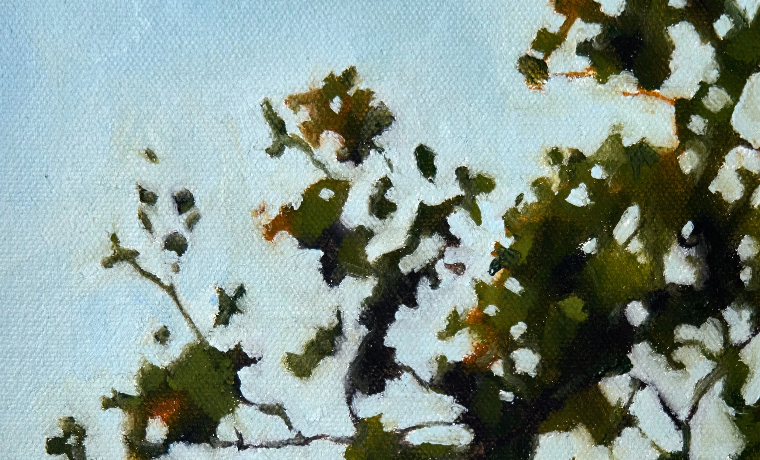20_Eucalyptus_ImageB.jpg