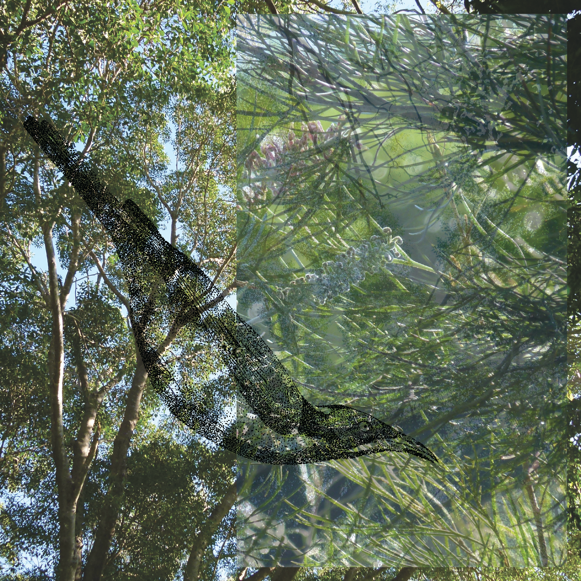 02_honeyeater.png