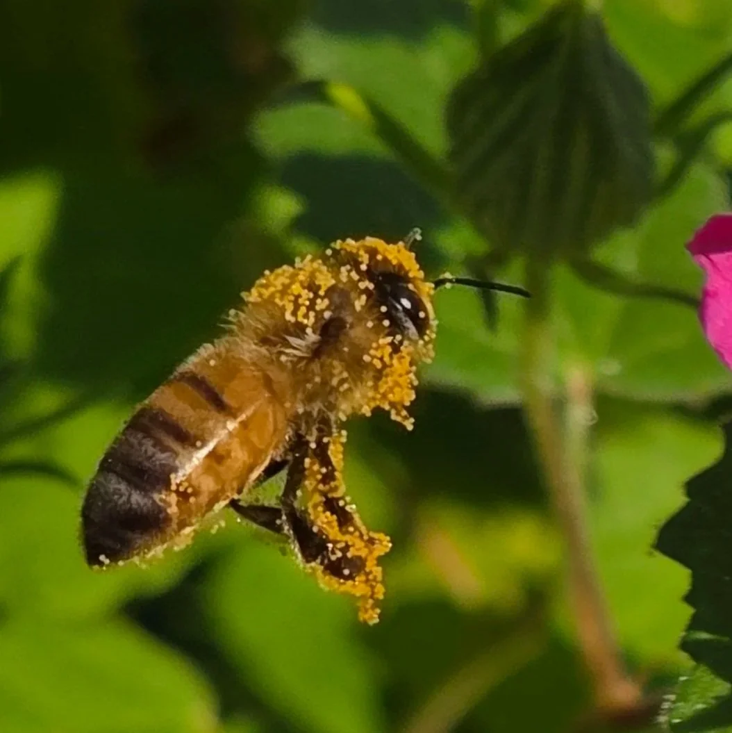 Close-up of a bee covered in yellow pollen on a pink flower with green leaves in the background.