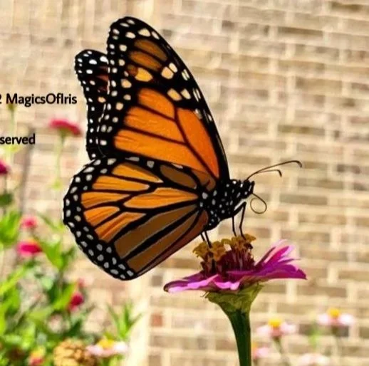 A monarch butterfly perched on a pink flower
