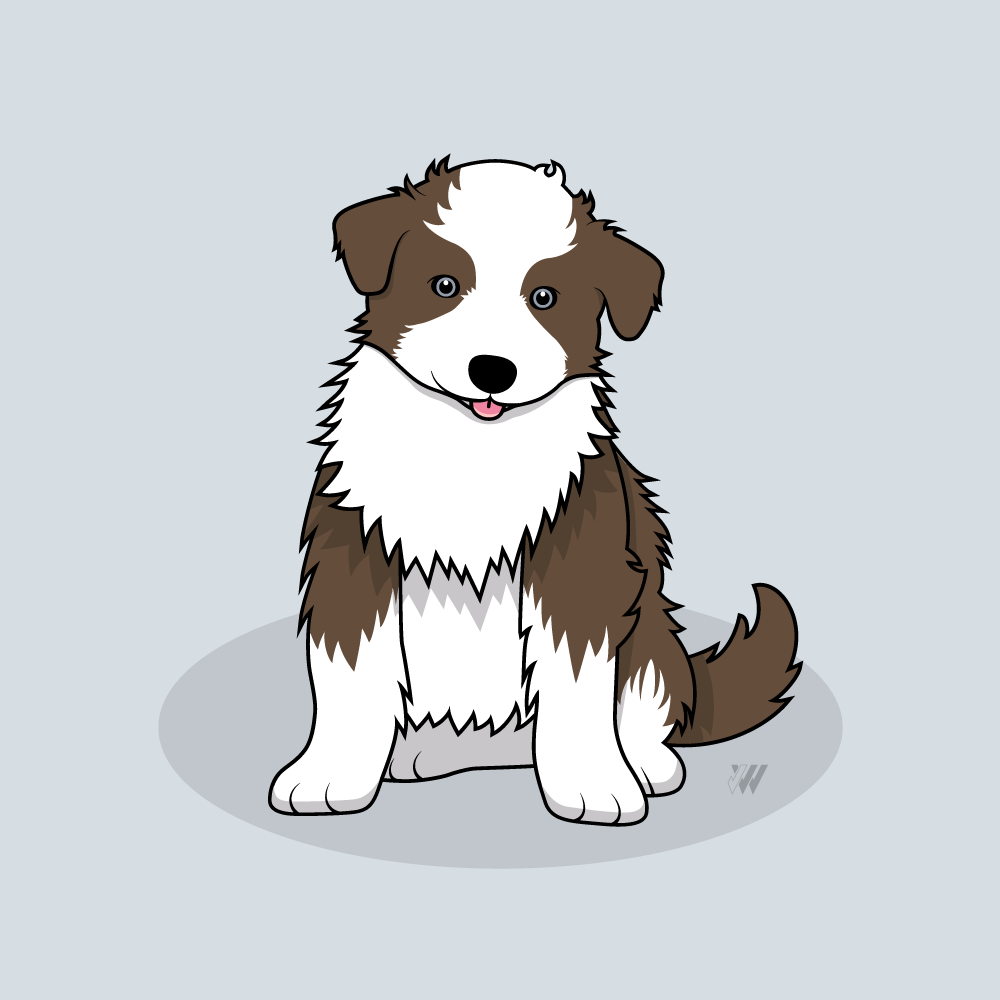 Border_Collie.png
