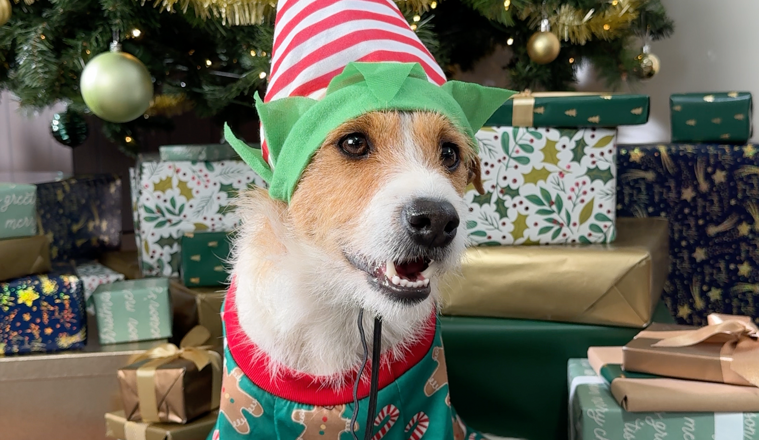 Woolworths Christmas '24