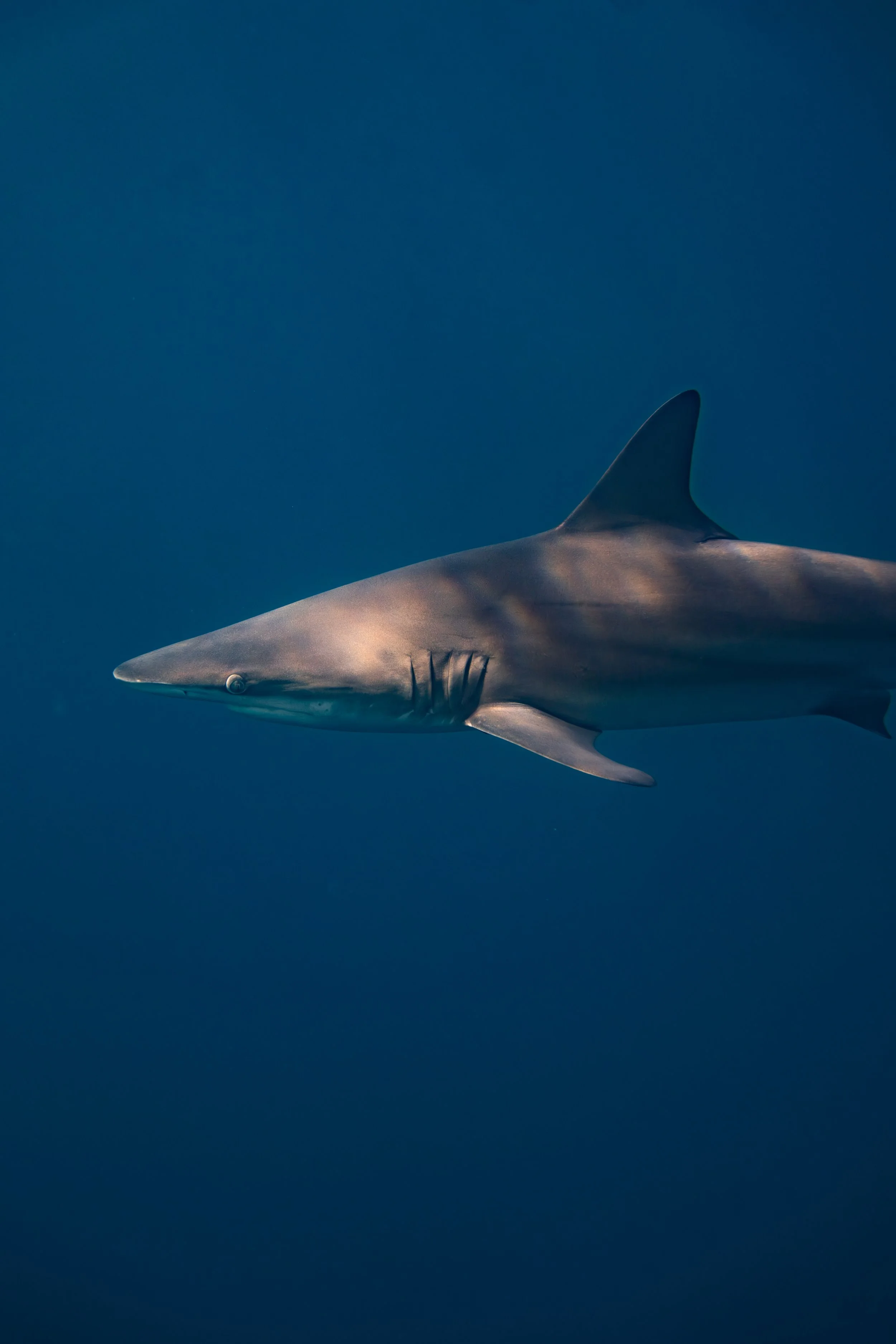 Oceanic blacktip shark in Galápagos waters.