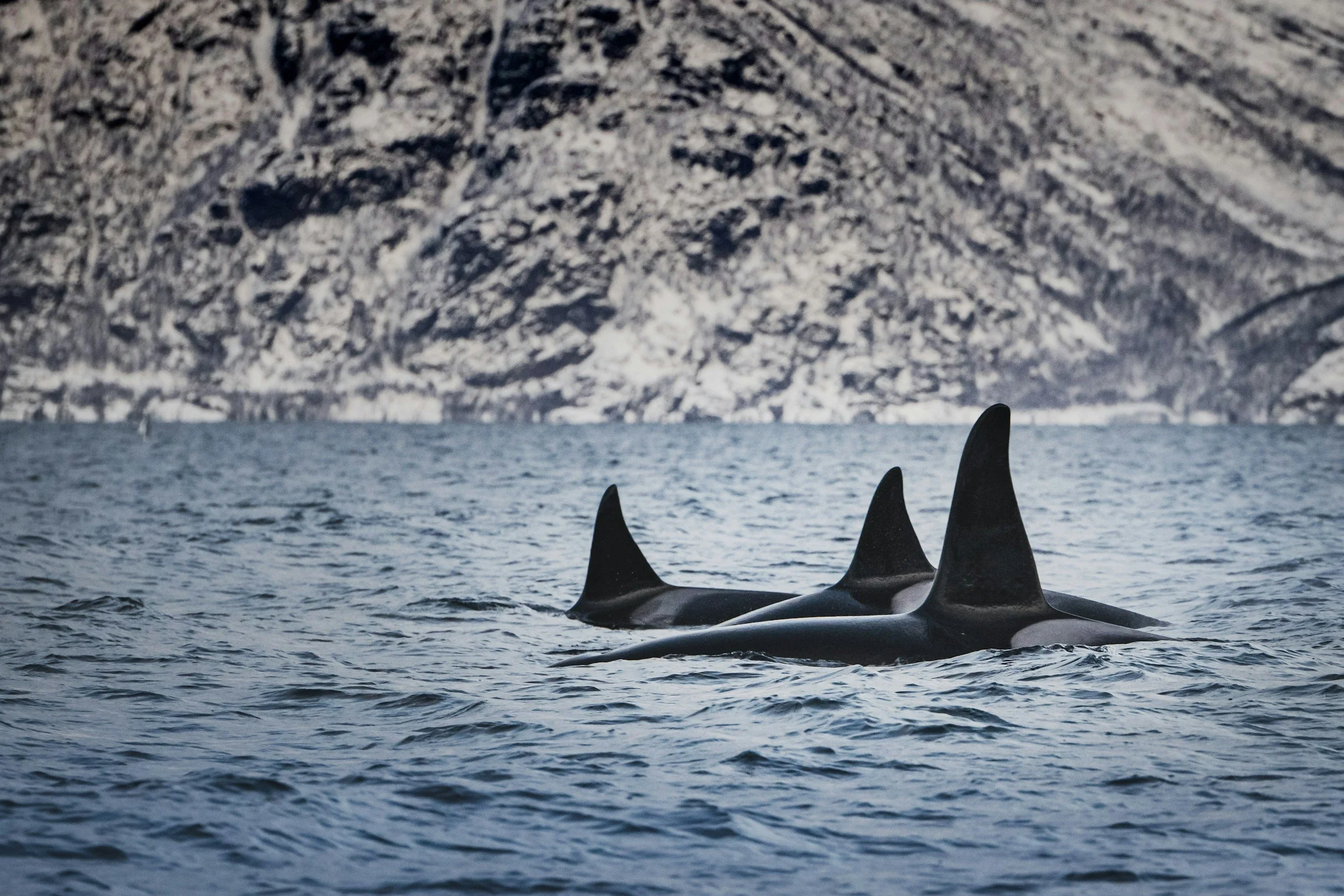 Orca Fins poking through the Fjord