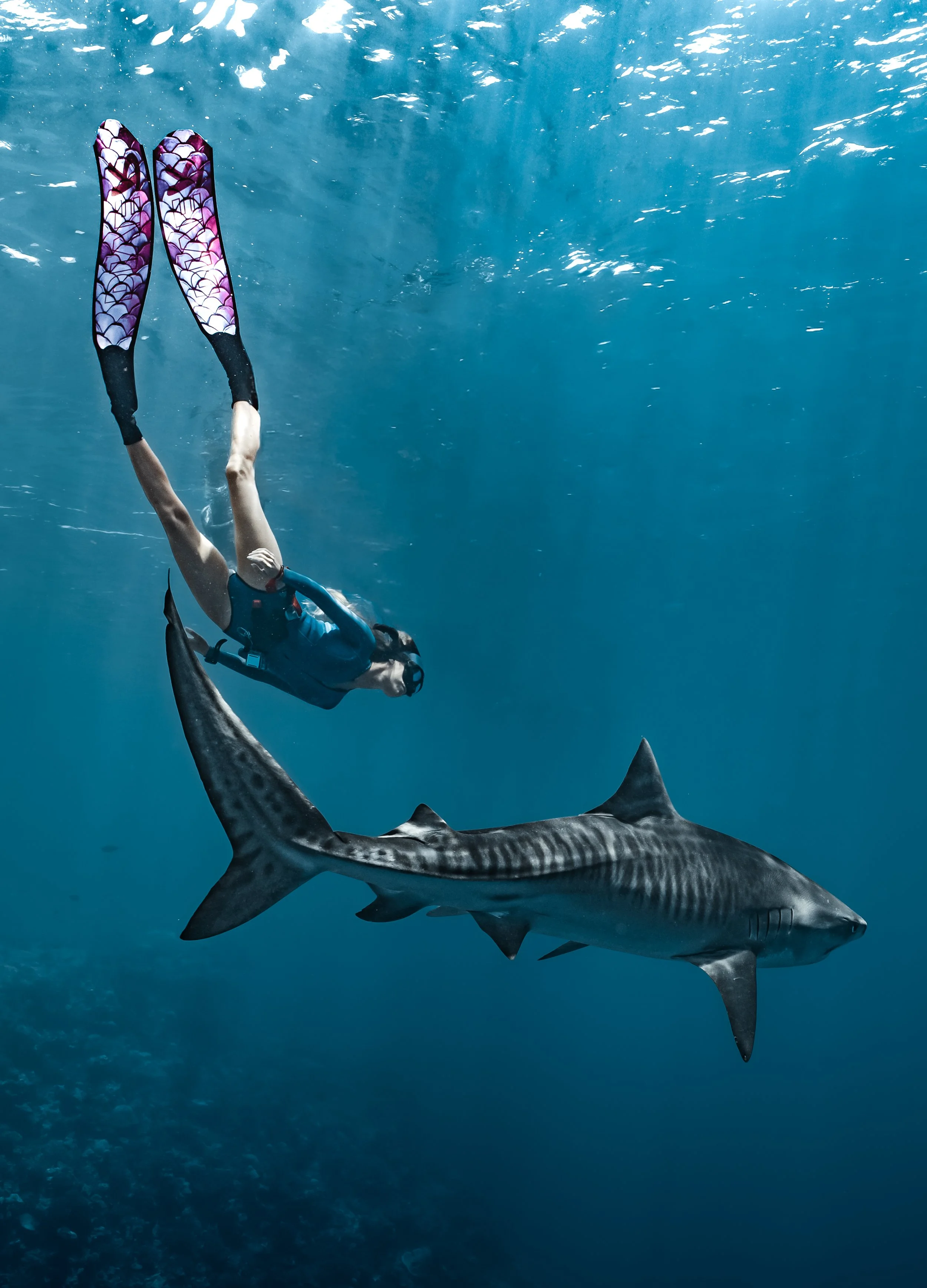 SHARK SAFETY FOR FREEDIVERS AND SNORKELLERS