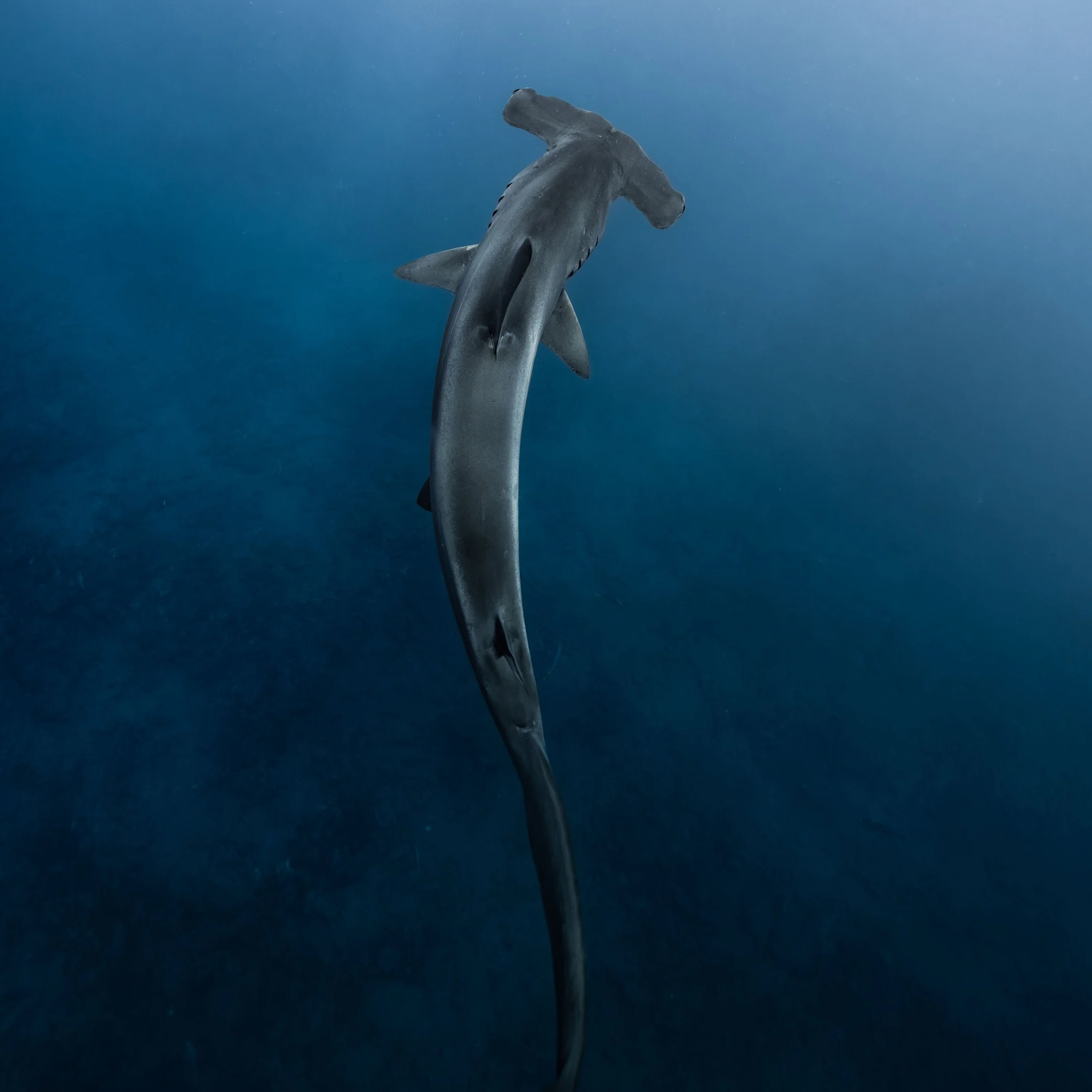 Scalloped hammerhead sharks schooling in the Galápagos