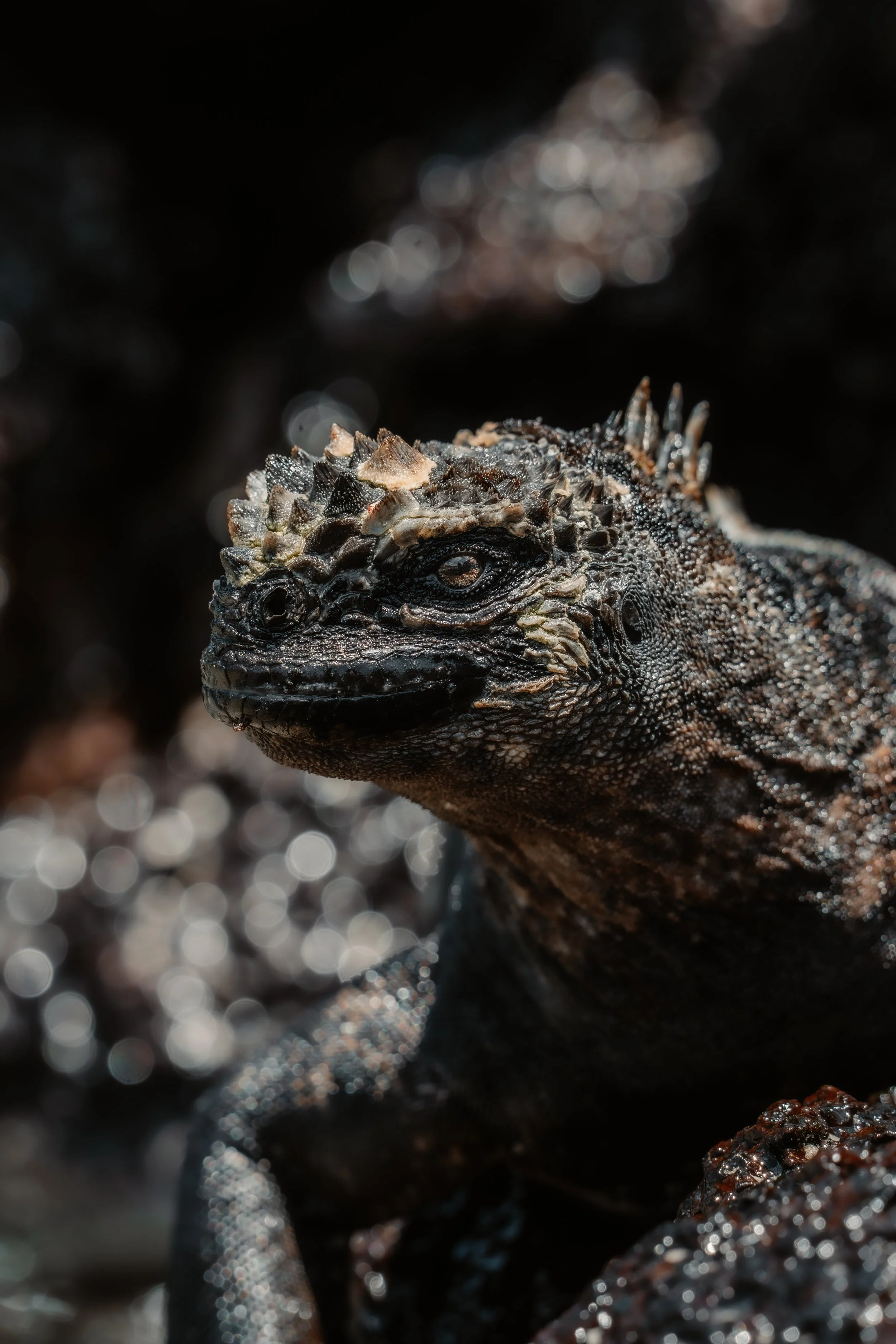 Close-up of a black marine iguana with textured skin and spines along its back, set against a blurred dark background with reflective light spots. Galápagos freediving expedition San Cristóbal.