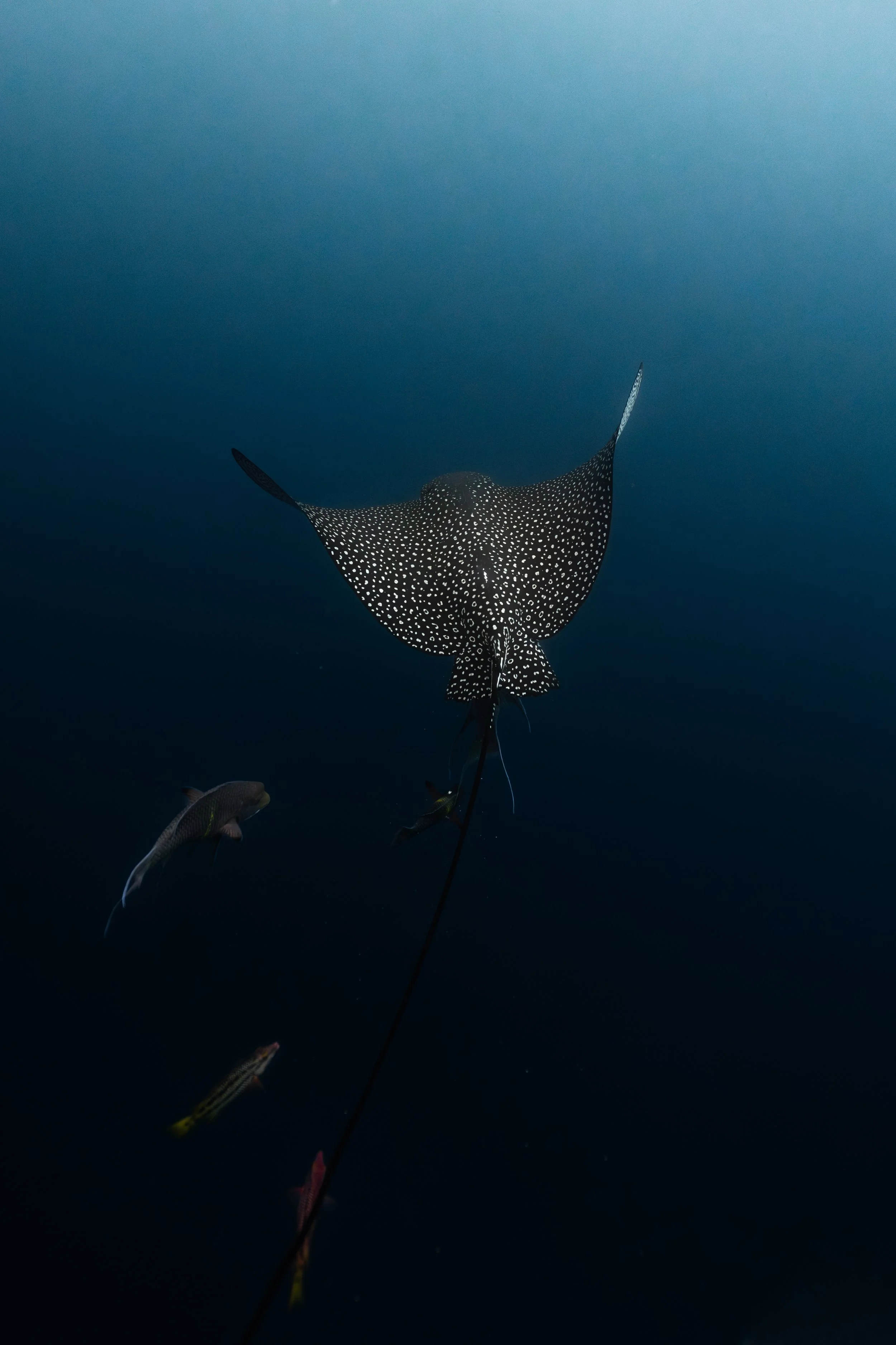 A spotted eagle ray swimming underwater among smaller fish.