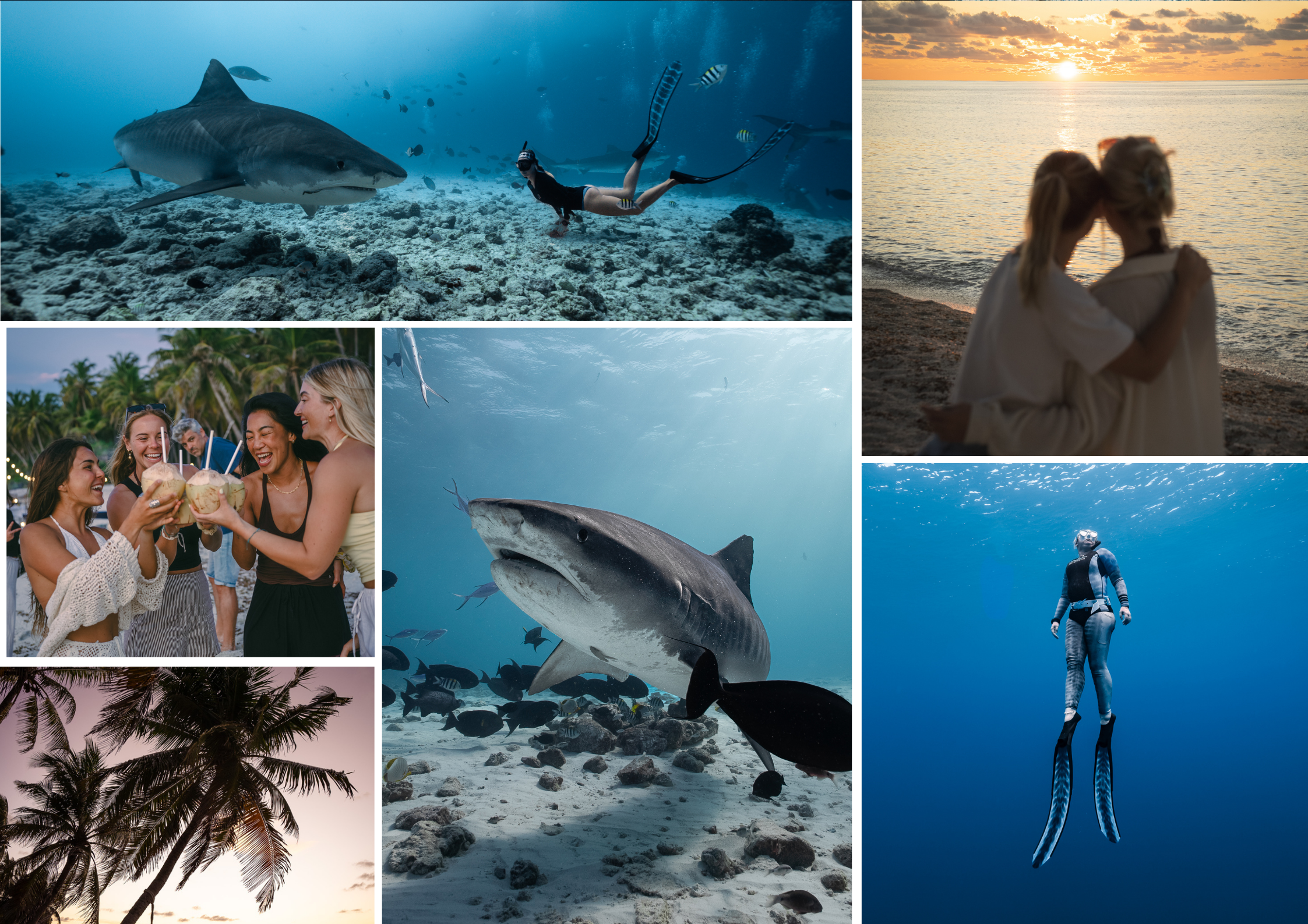 freediver swimming with tiger shark
