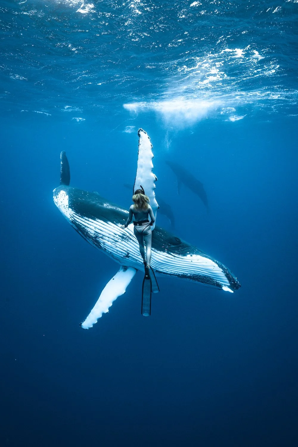 freediver with humback whale