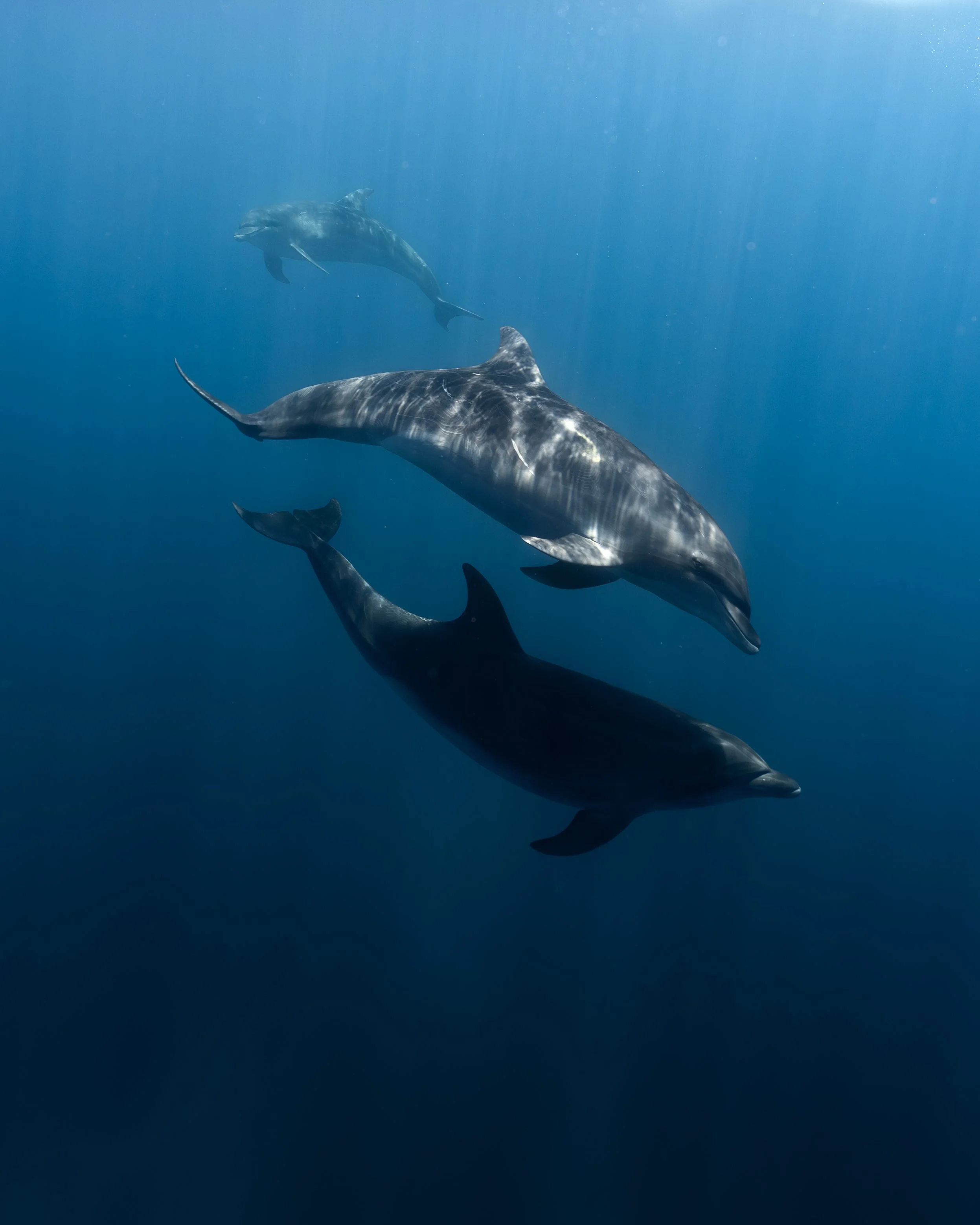 Underwater scene featuring three dolphins swimming in the ocean with sunlight filtering through. Galápagos freediving expedition San Cristóbal.