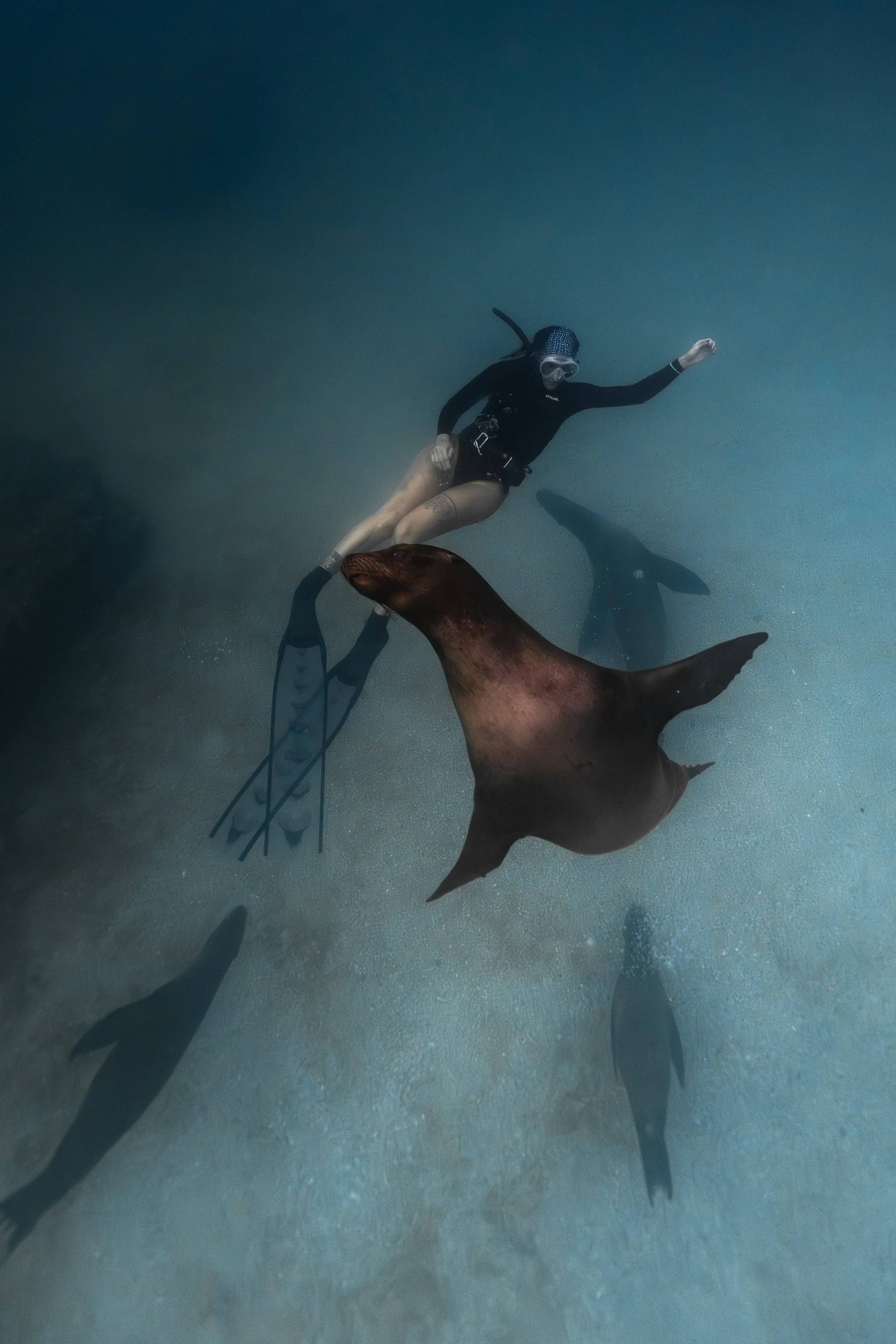 A person in diving gear swimming underwater, holding hands with a sea lion. Galápagos freediving expedition San Cristóbal.