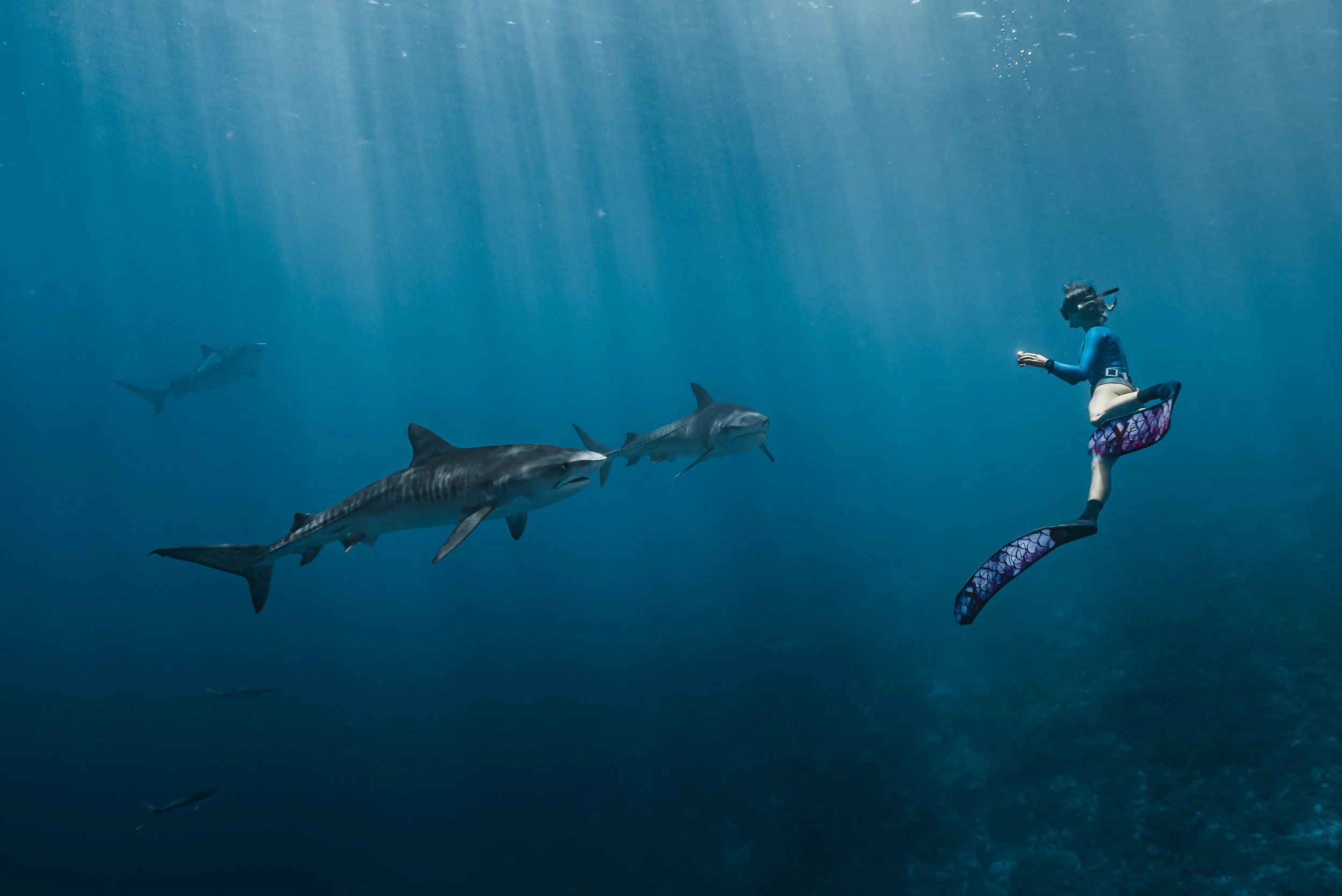 Freediver with two tiger sharks