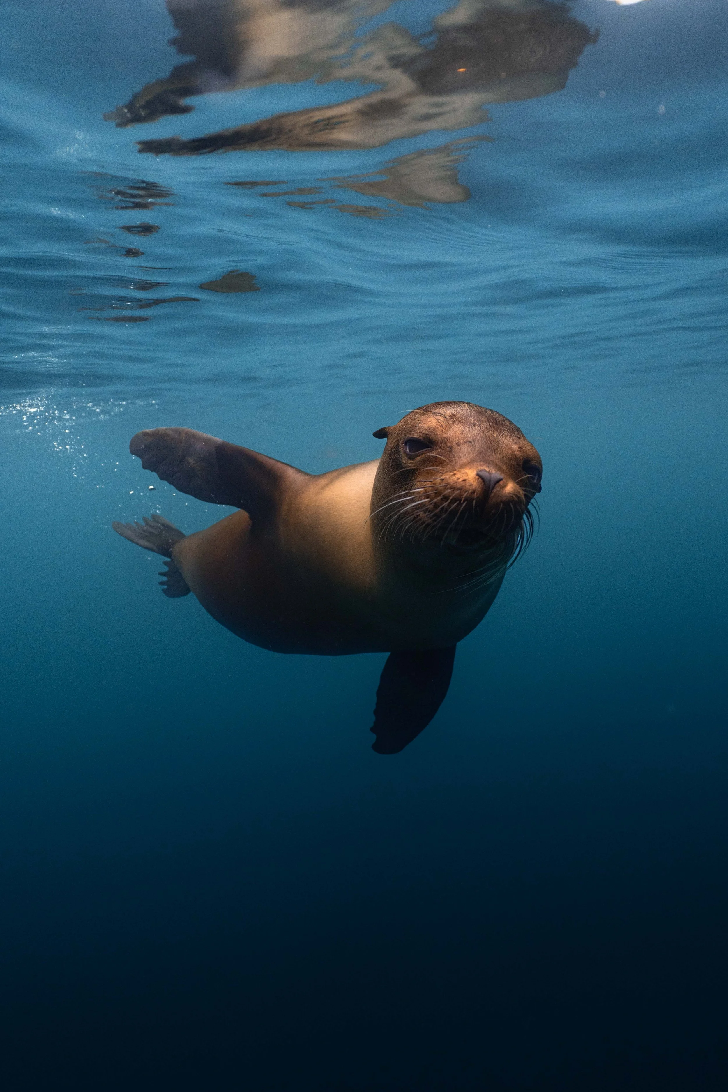 Galápagos sea lion playing with a snorkeller at San Cristóbal.