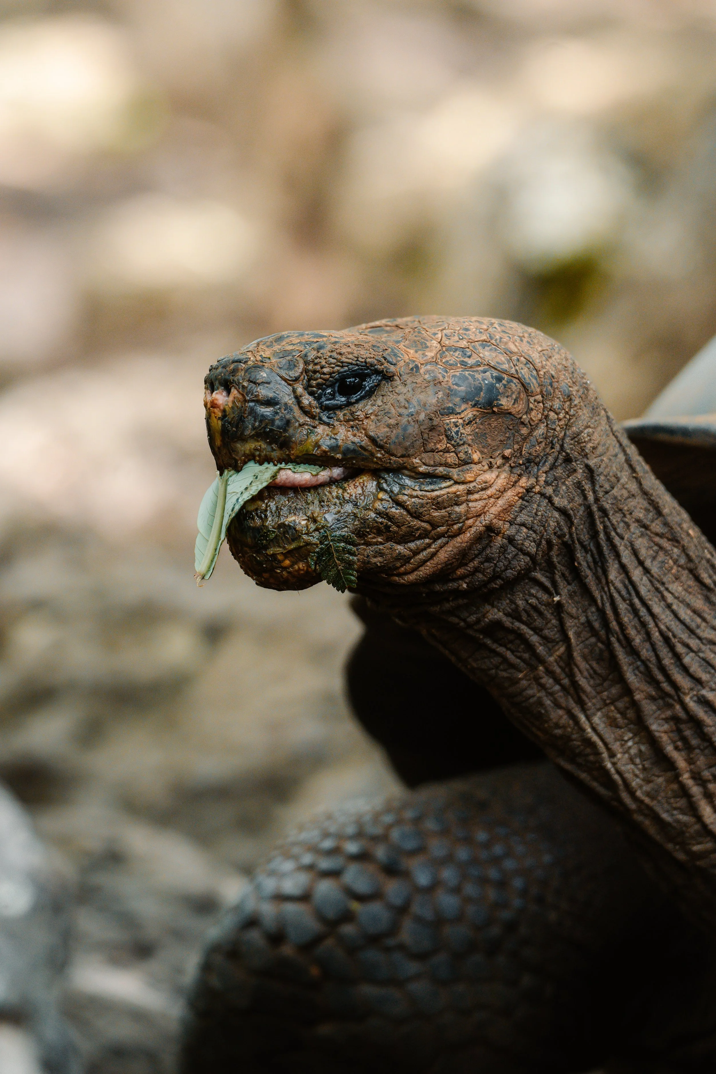 Close-up of a Giant Tortoise Galápagos freediving expedition San Cristóbal. 