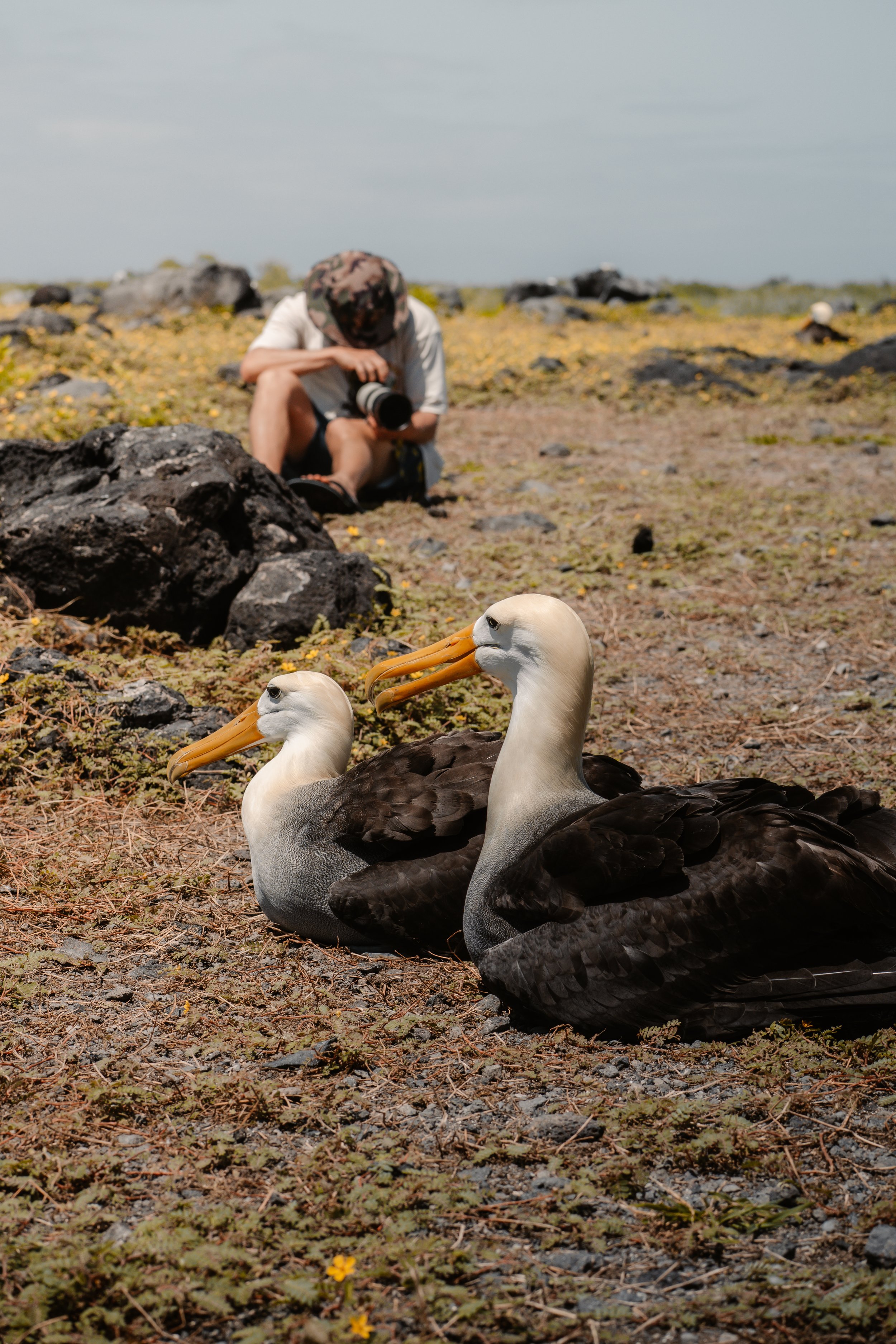 Two adult Nazca boobies resting on rocky ground in a desert landscape, with a person crouching in the background taking photos of the birds. Galápagos freediving expedition San Cristóbal. 