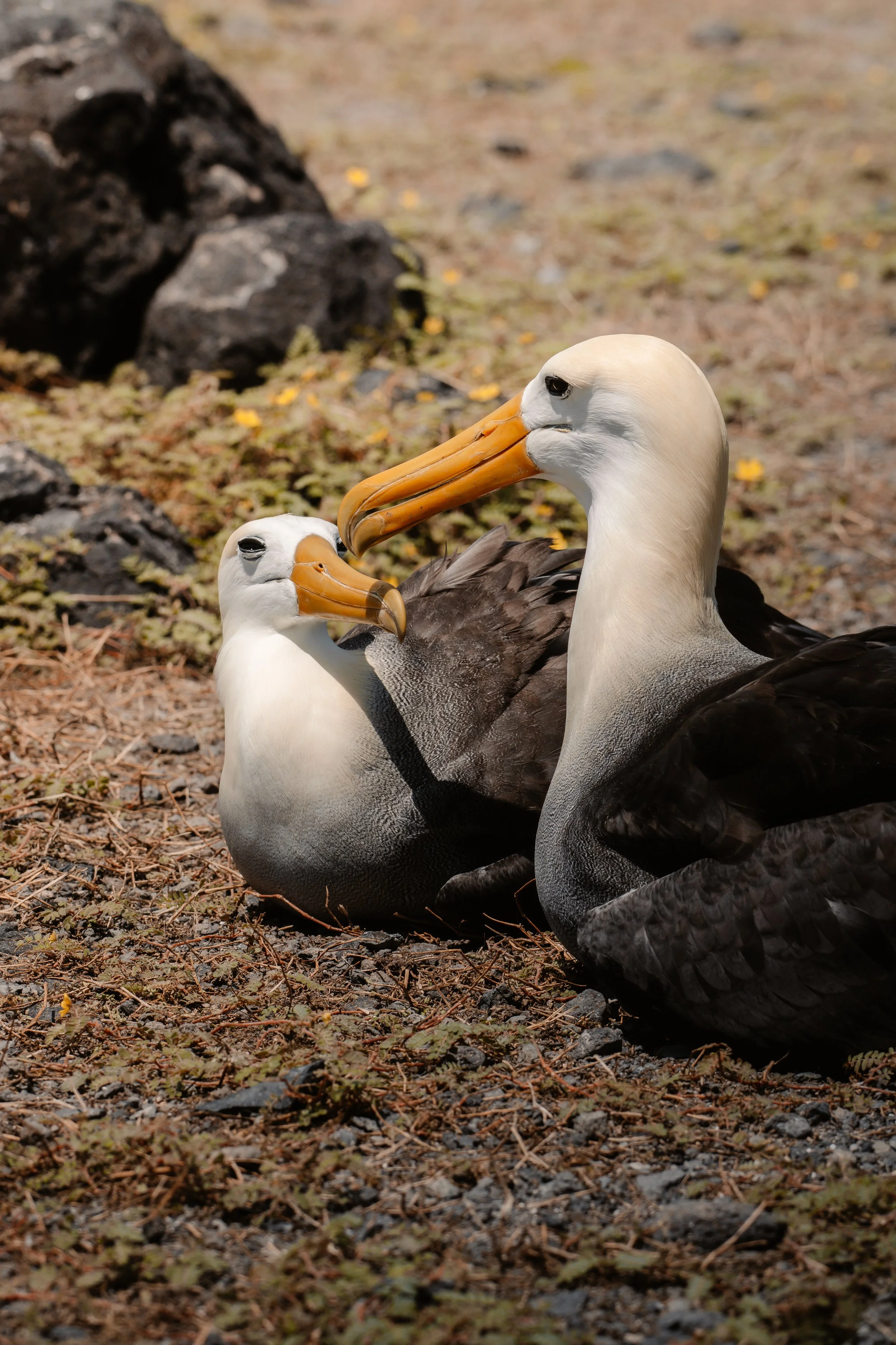 Two albatross birds Galápagos freediving expedition San Cristóbal.