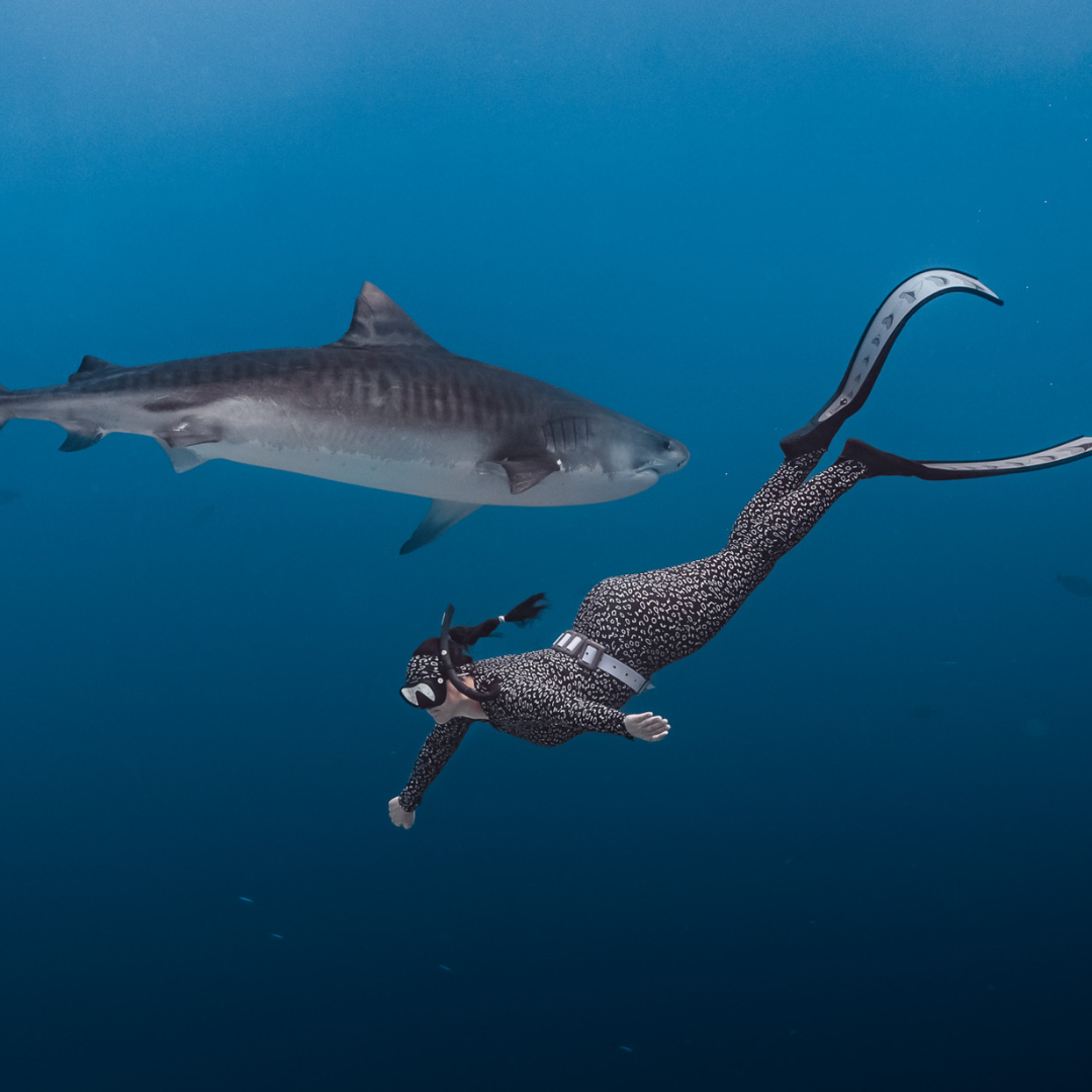 Freediver girl and tiger shark