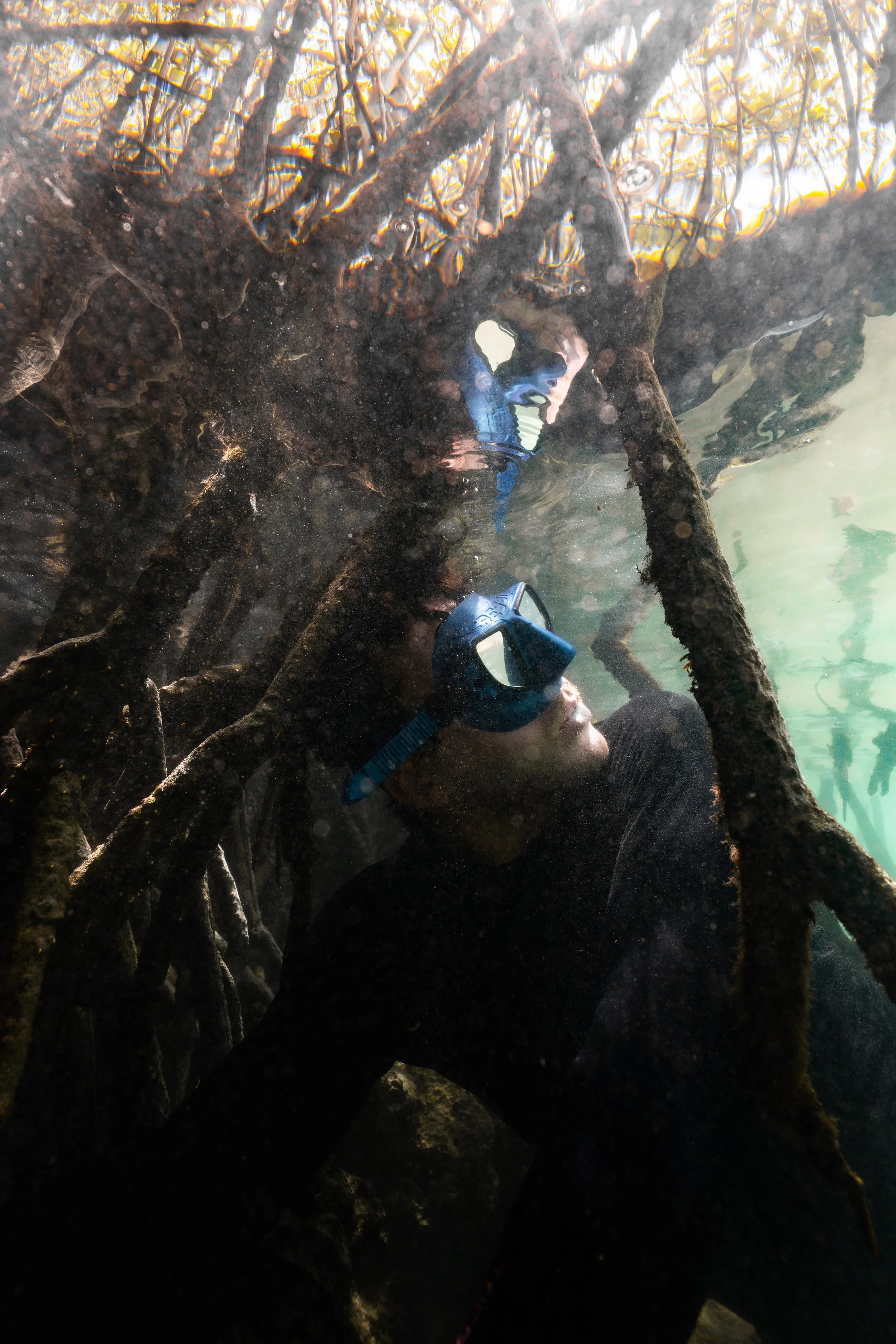 A person wearing a snorkeling mask explores under the water among tangled roots of submerged mangrove trees, with sunlight filtering through the water's surface. Galápagos freediving expedition San Cristóbal.