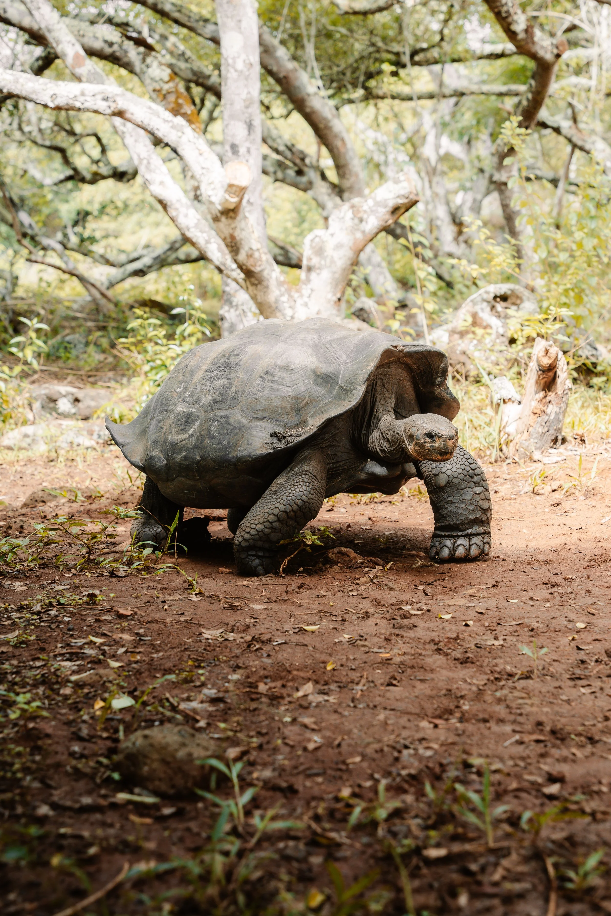 Galápagos giant tortoise in the San Cristóbal highlands.