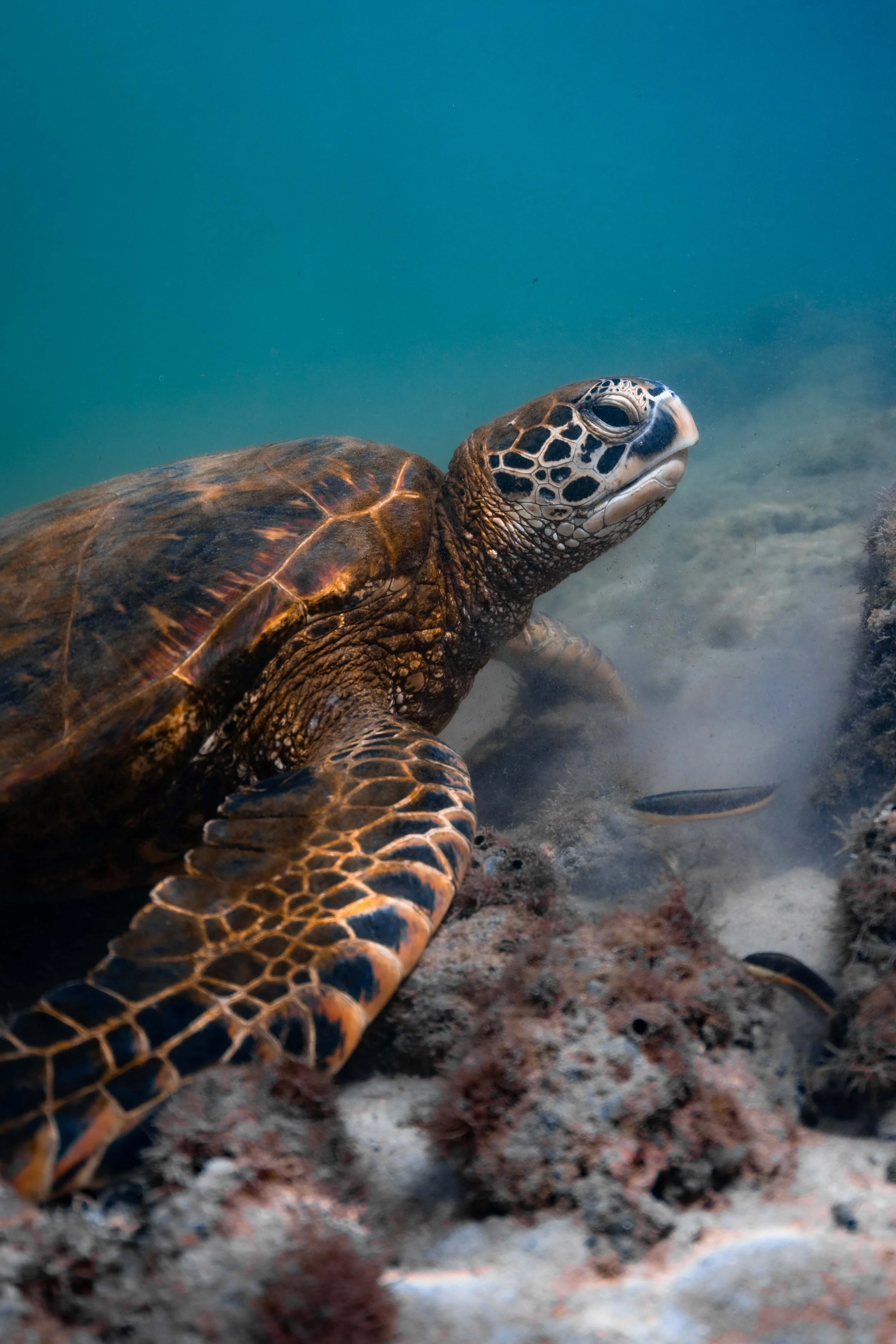 Galápagos freediving expedition San Cristóbal - A sea turtle swimming underwater near the ocean floor. 