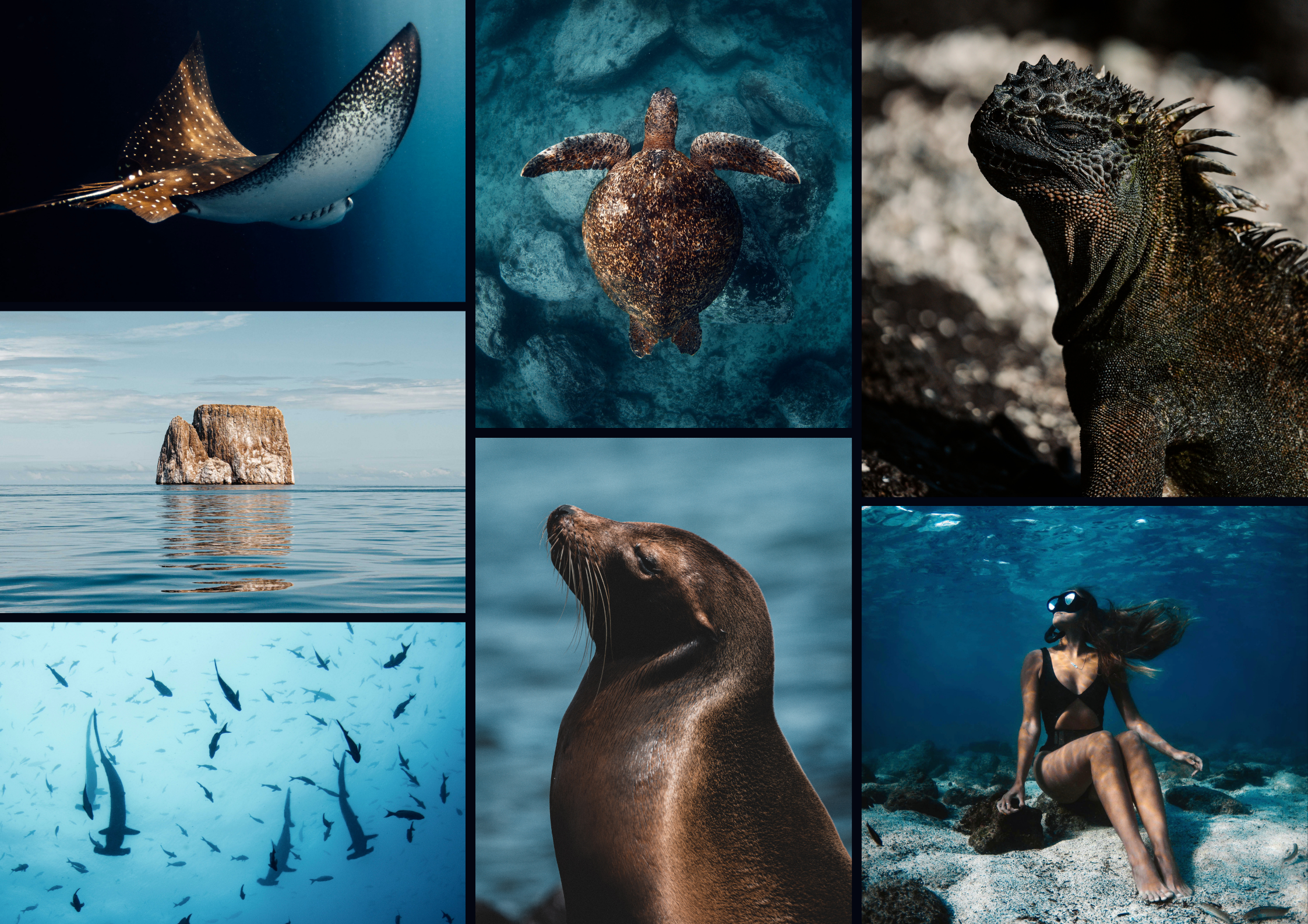 Galapagos dolphins swimming underwater