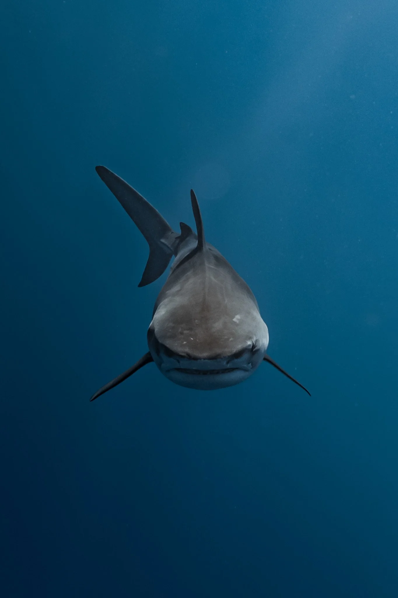 Tiger shark approaches a freediver