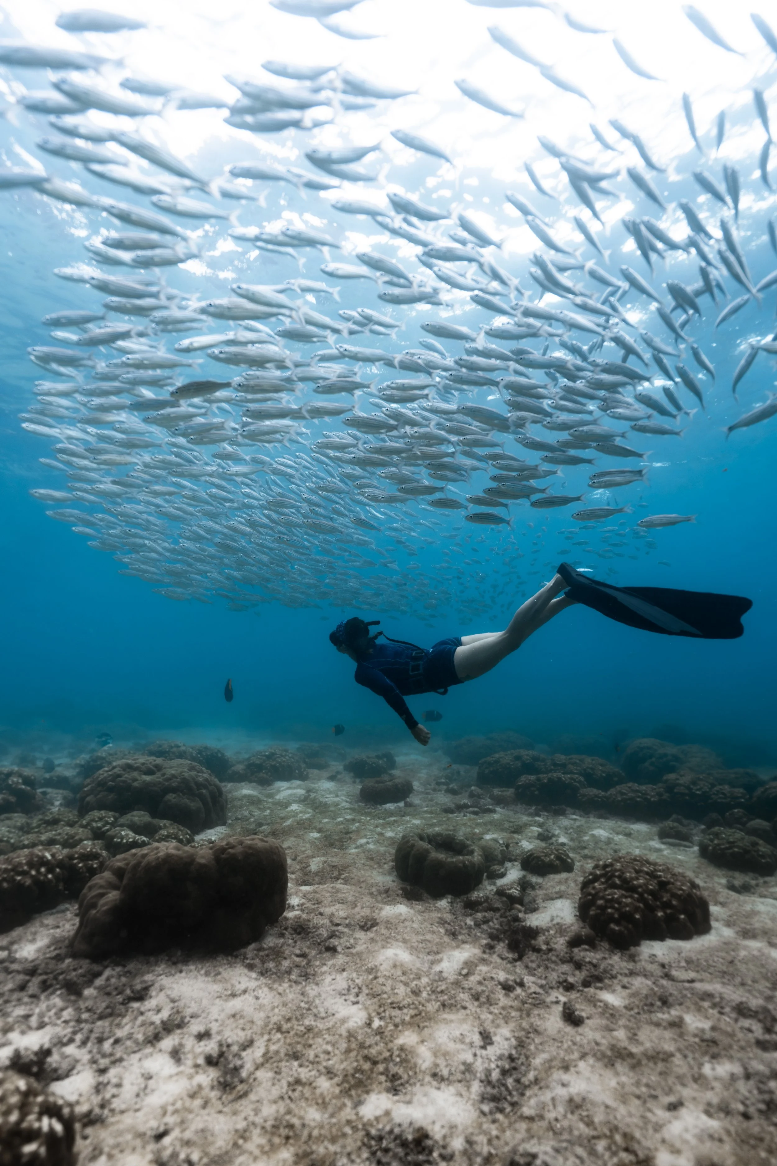 A person scuba diving underwater among a school of fish with a rocky ocean floor.