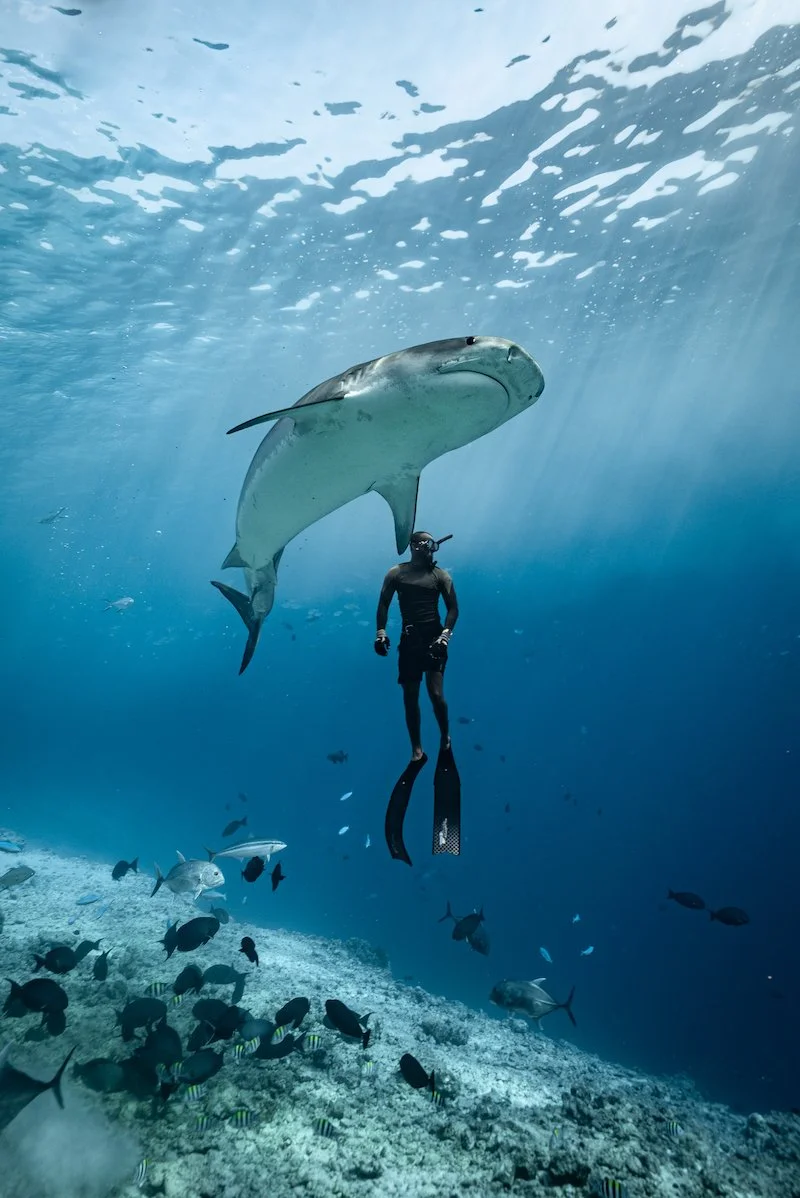 freediver swimming with tiger shark