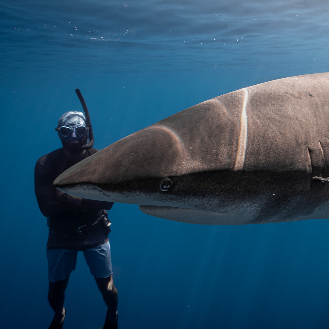 Man stares into the eyes of an oceanic whitetip