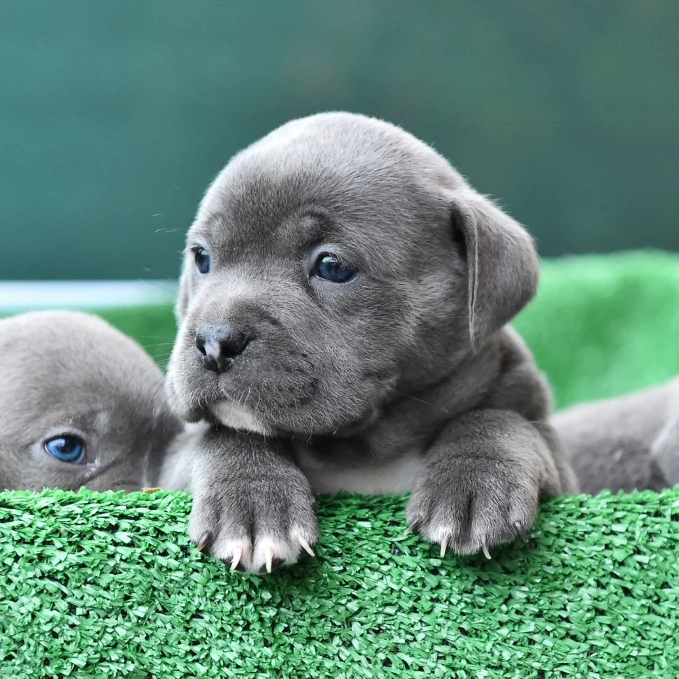 Xl American Bully Puppy Deposit — Another Level Bully'S