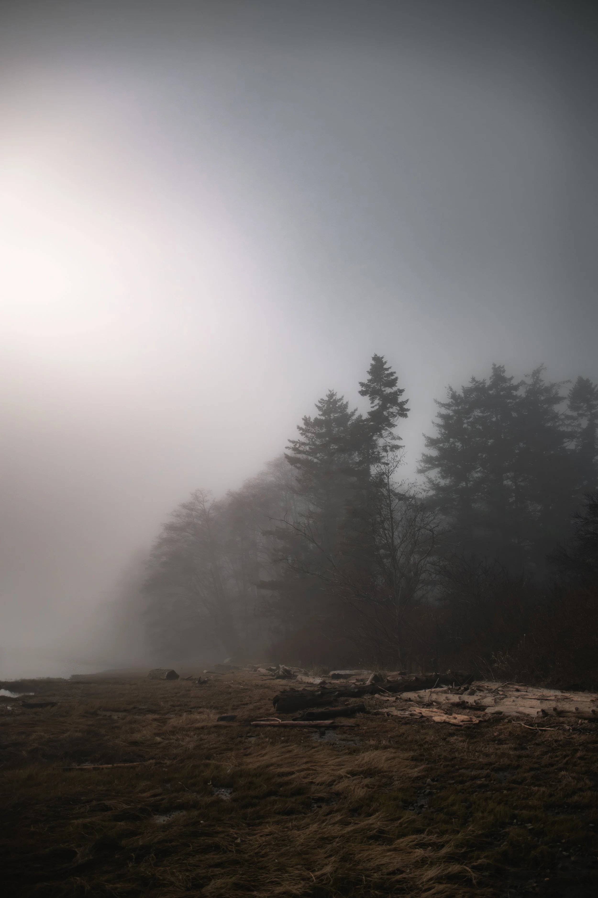 fog & forest.jpg