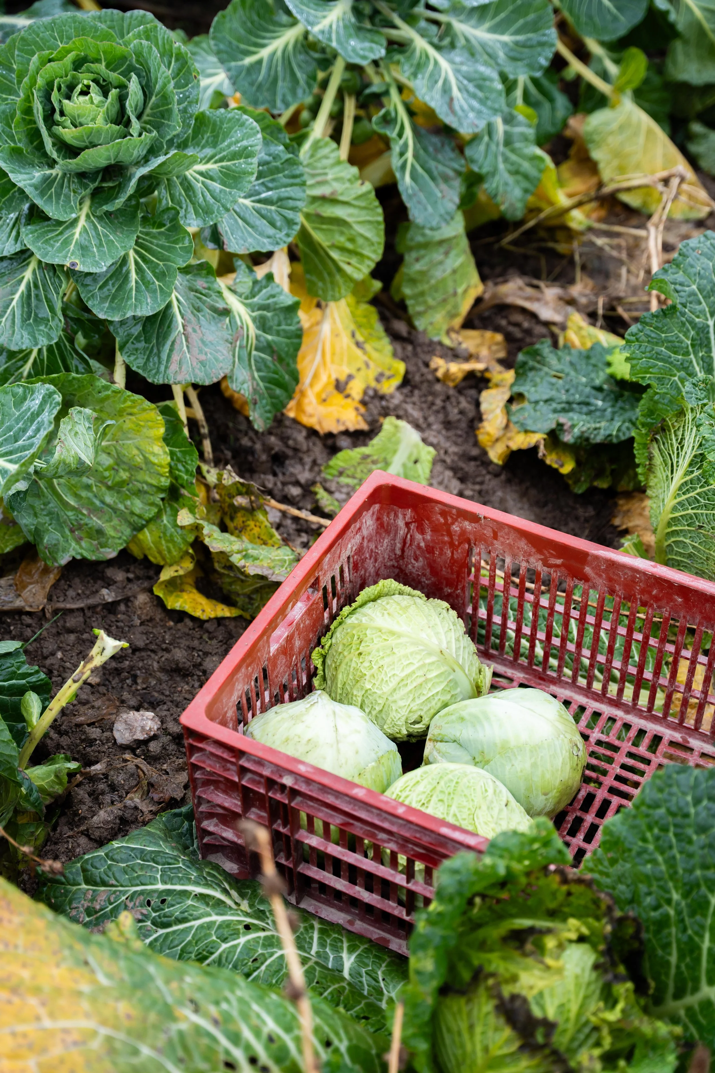 Matière BD 2026 s2©Charlyne Labarre-64.jpg