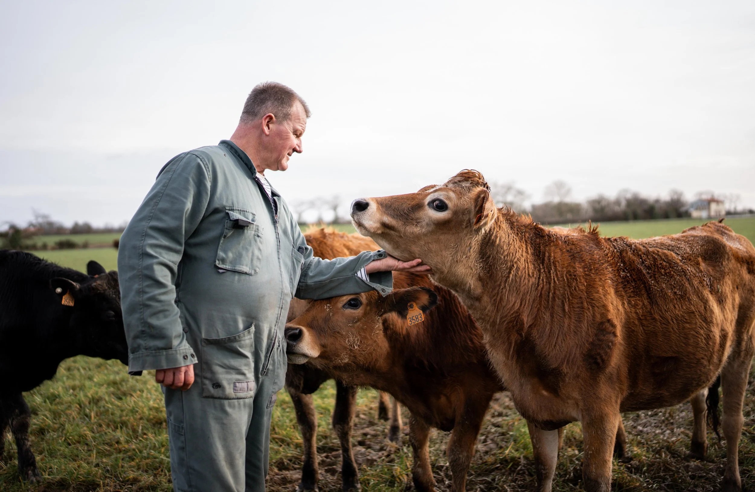 Un homme en veste grise caresse une vache brune dans un champ.»}