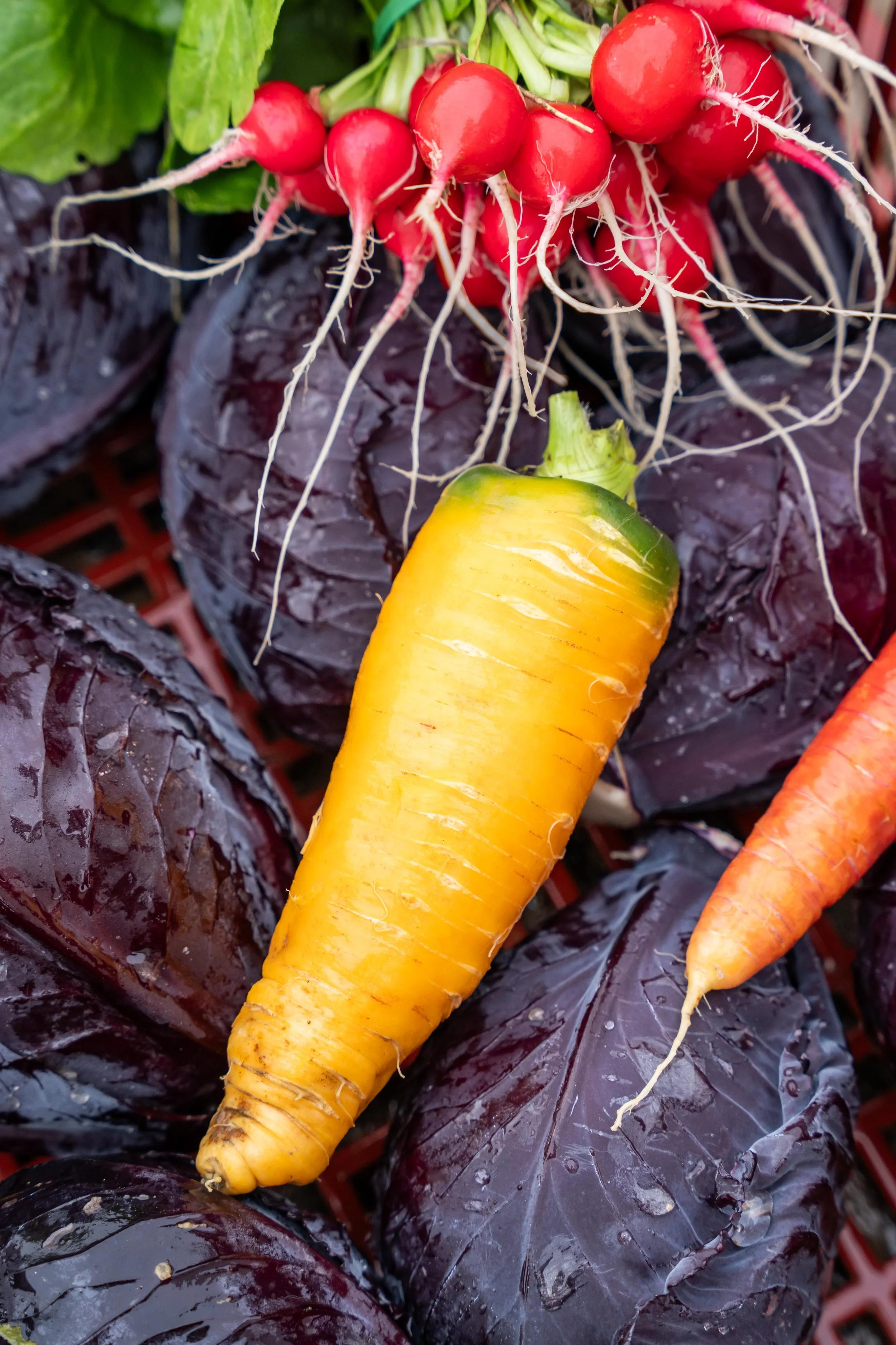 Matière BD 2026 s2©Charlyne Labarre-72.jpg