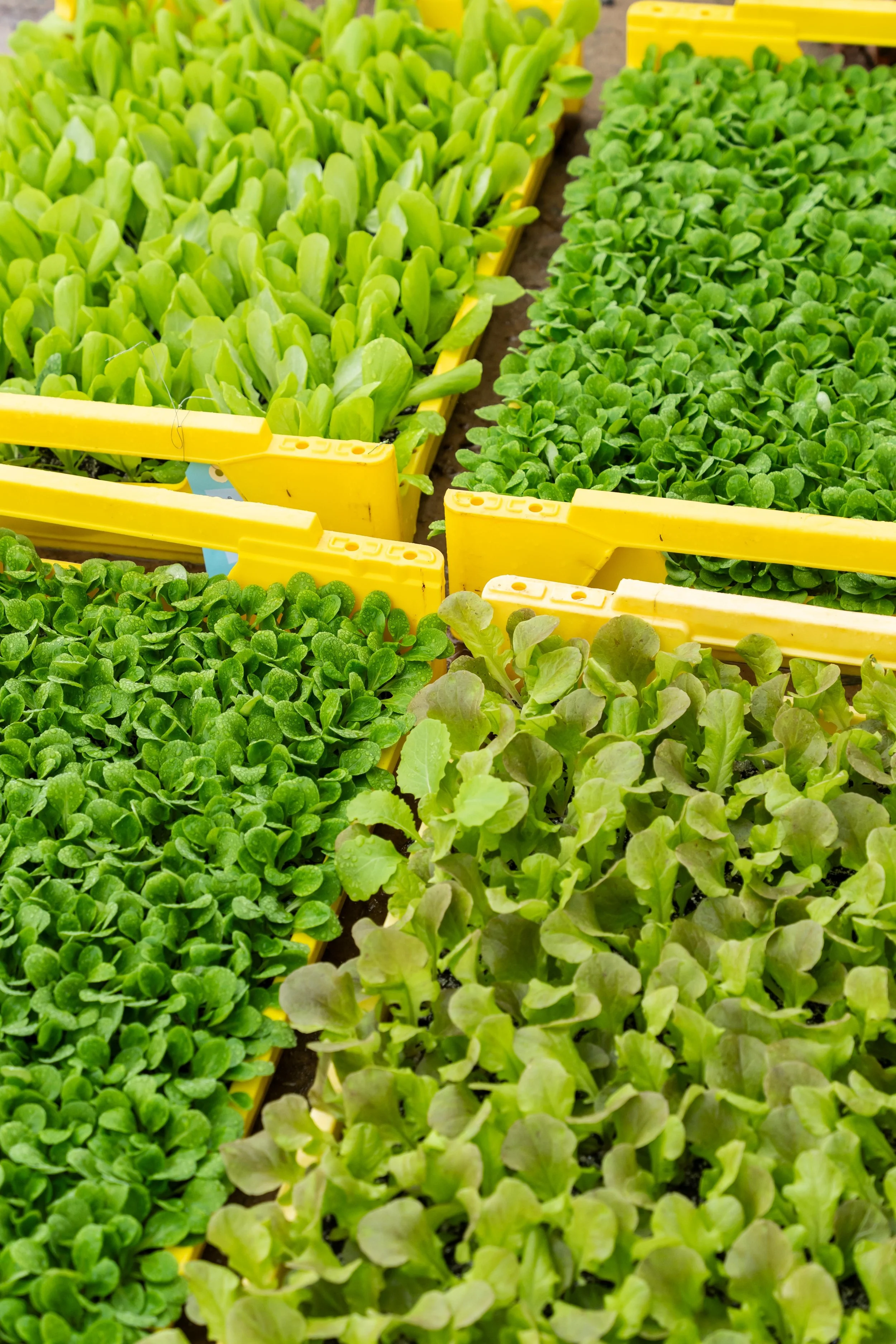 Matière BD 2026 s2©Charlyne Labarre-70.jpg