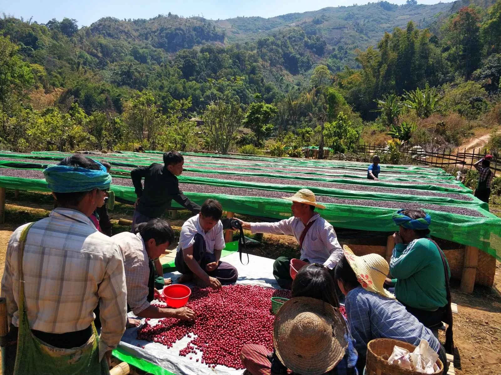 NSP_Cherry Collection.jpg