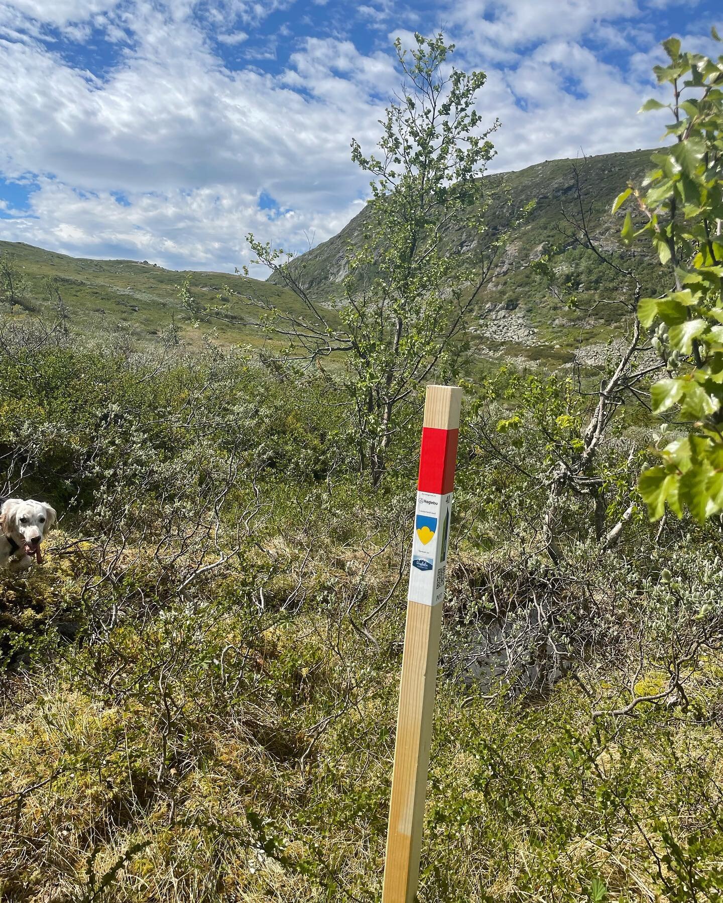 10. juli 2021 &aring;pnet vi det f&oslash;rste Stolpejakt kartet i Sigdal! I fjor fikk vi totalt 59 000 stolpebes&oslash;k av totalt 1900 forskjellige stolpejegere.

S&aring; langt i &aring;r har vi f&aring;tt 40 000 stolpebes&oslash;k av 1200 forskj