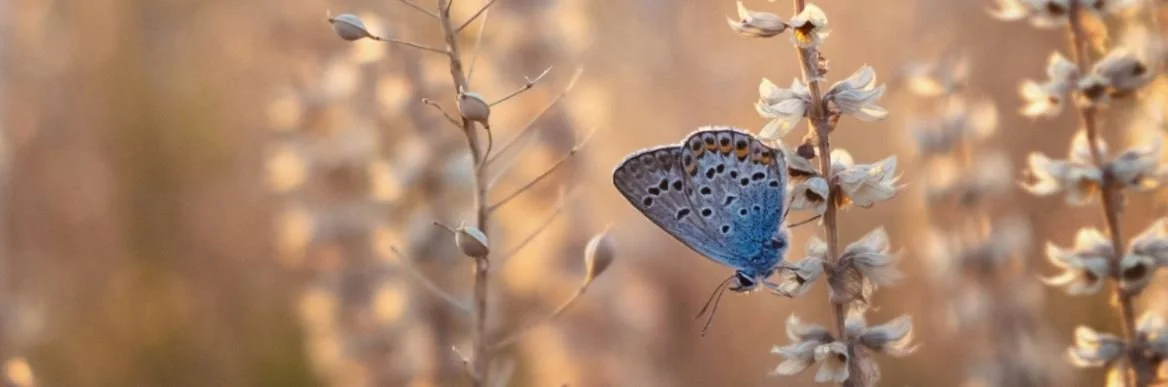 Breathwork Tagesretreat