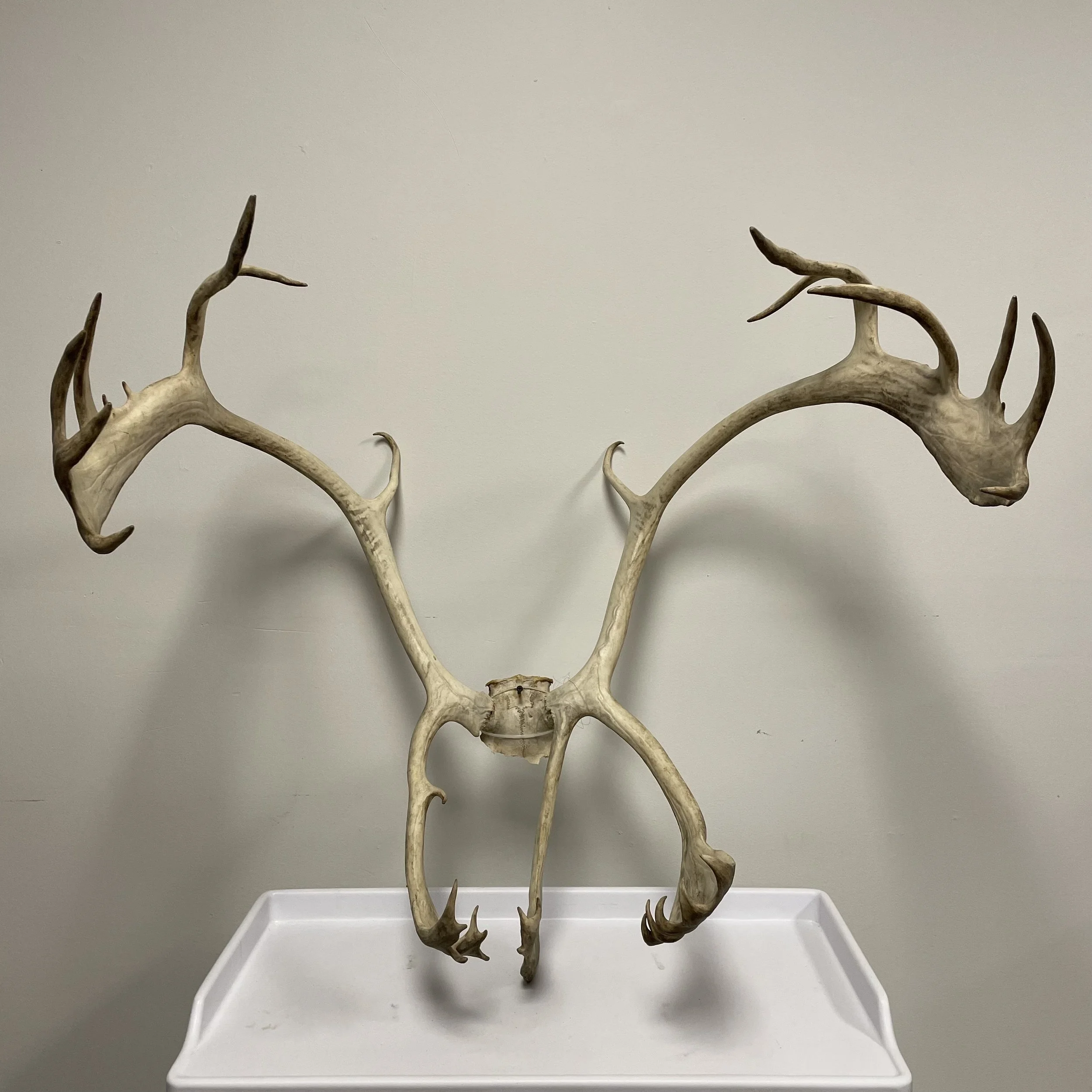 Huge Antlers — vivian place props