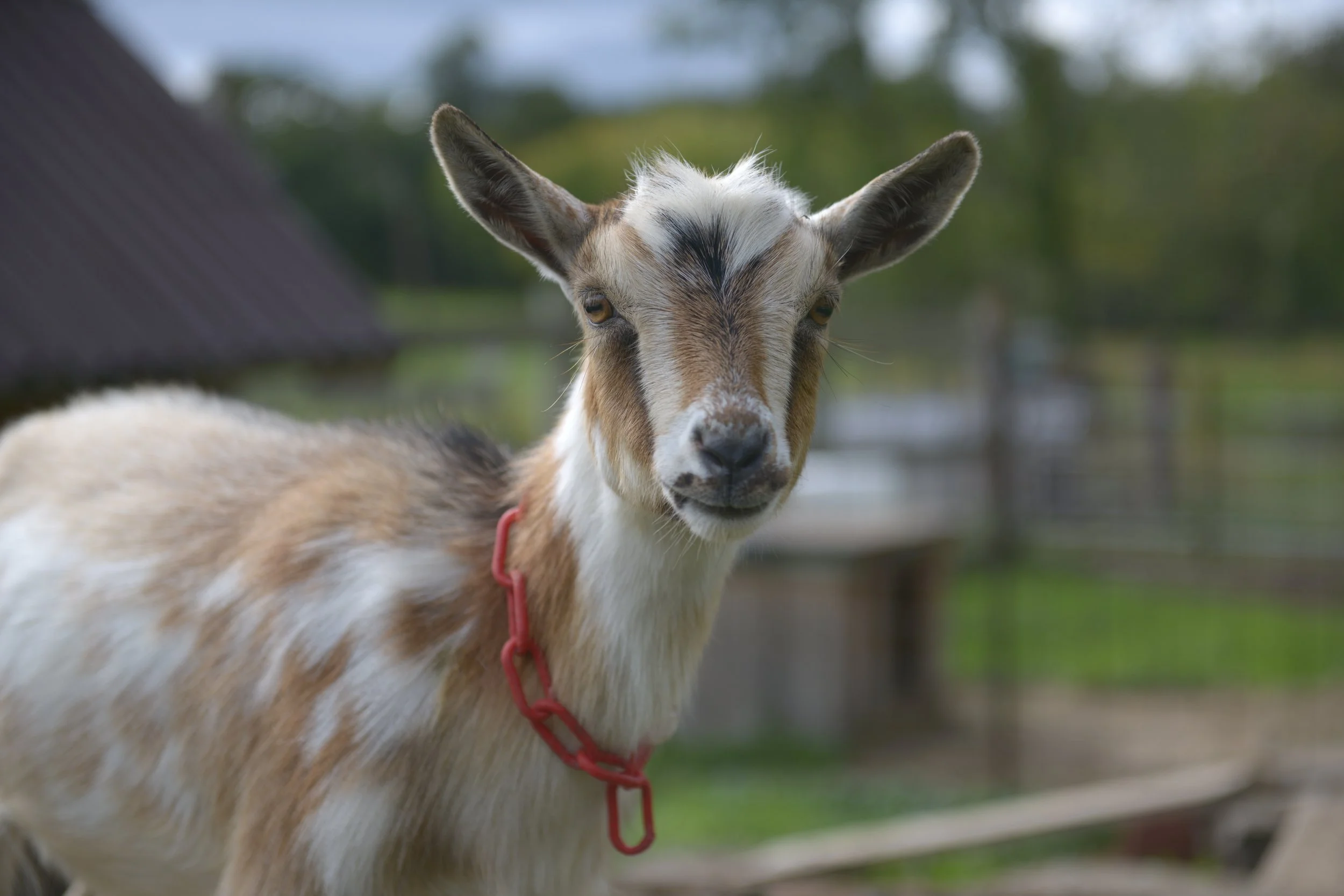 Nigerian Dwarf Goats — Lesniak Farm