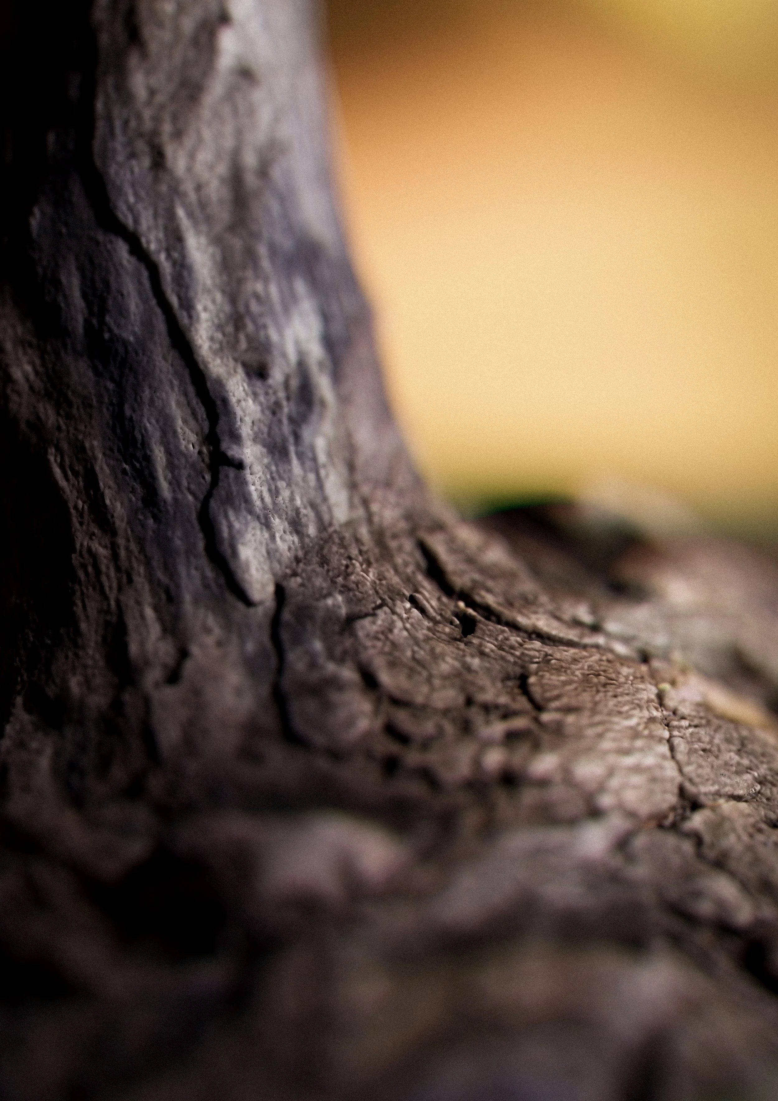 legno_02_0062.jpg