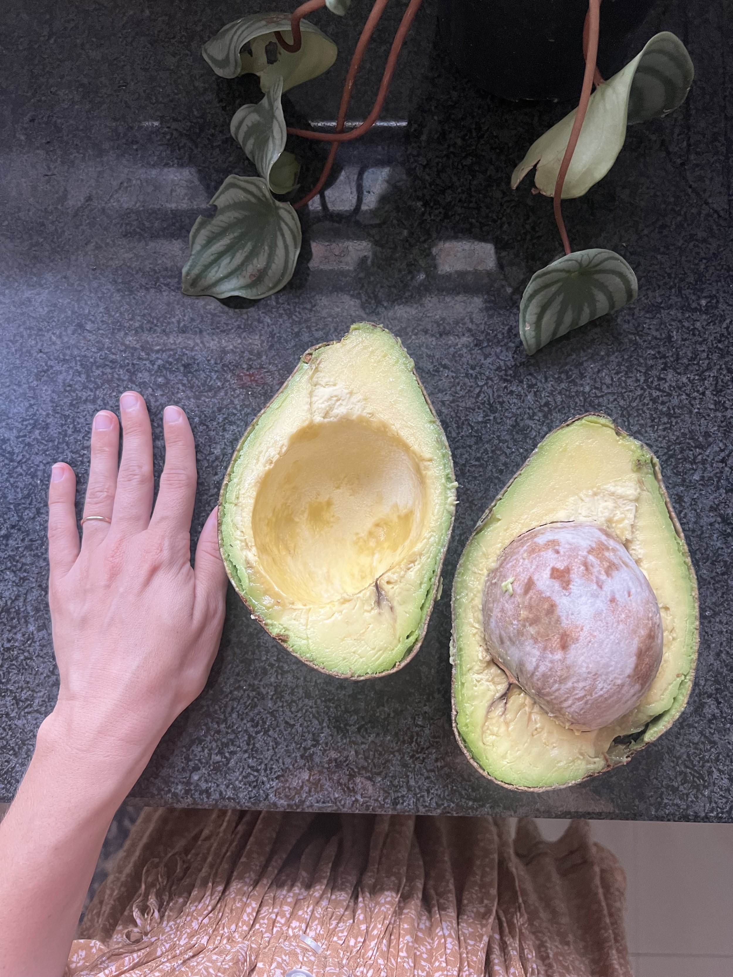 the best and biggest avocados you'll ever eat