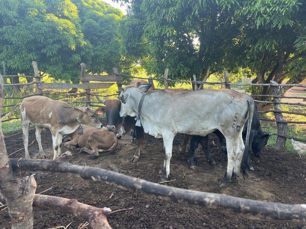 Village Cattle