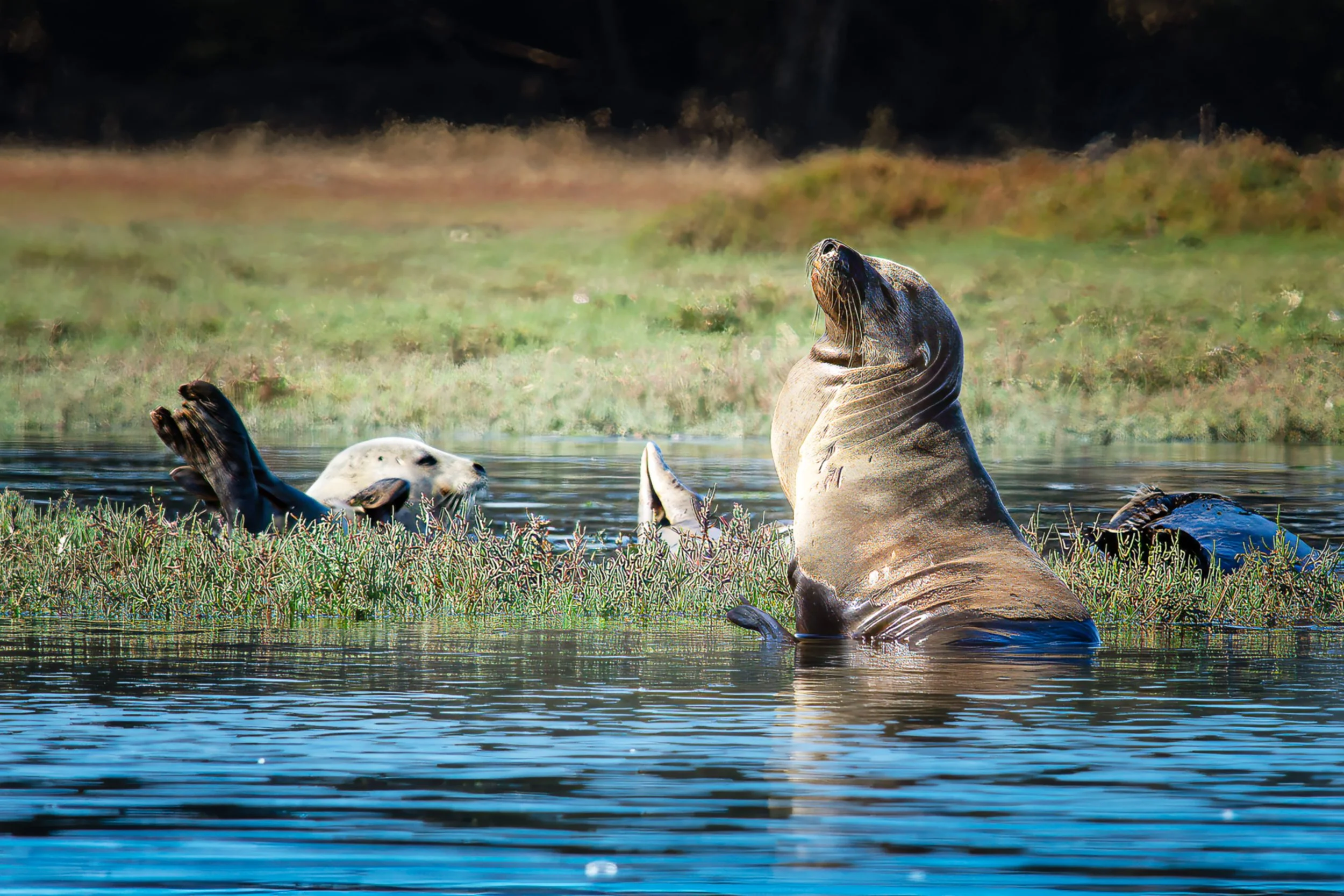 Sea Lion_2684.jpg
