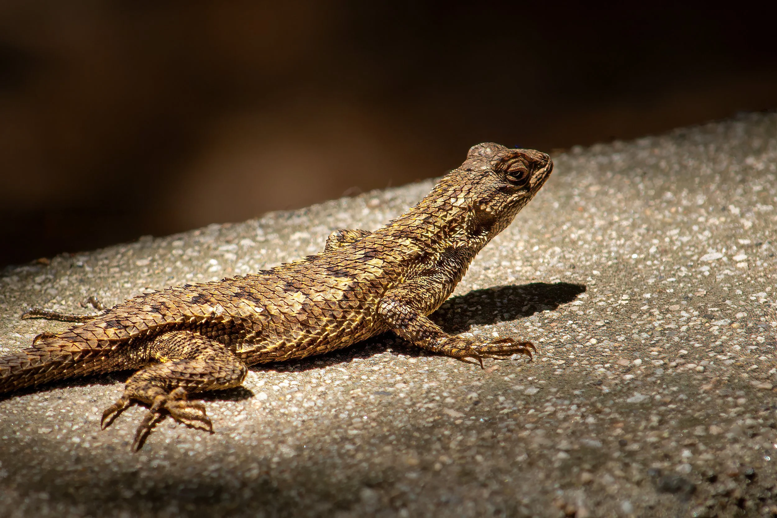 Lizard Sunbathing_2262.jpg
