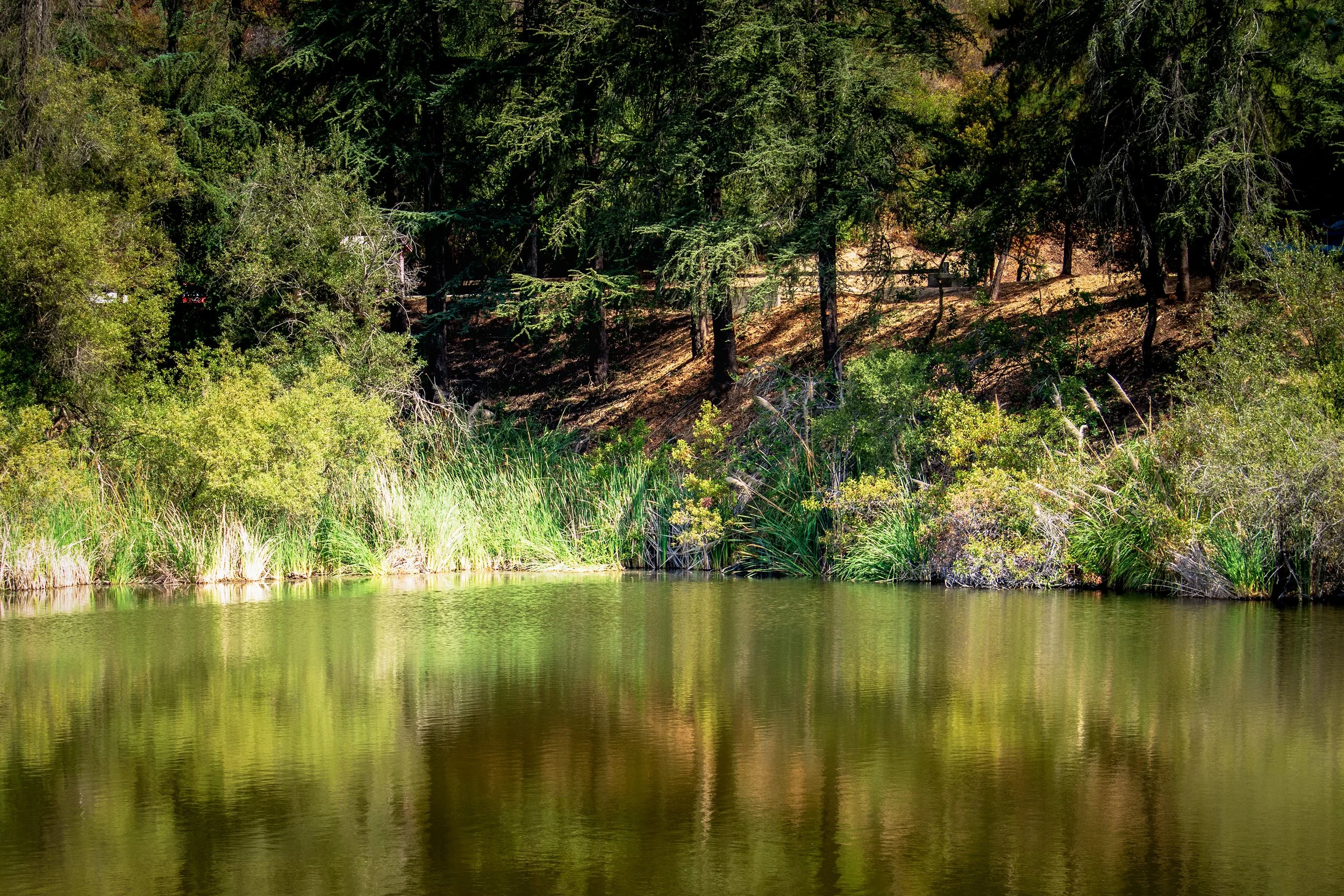 Franklin Canyon Lake_2561.jpg