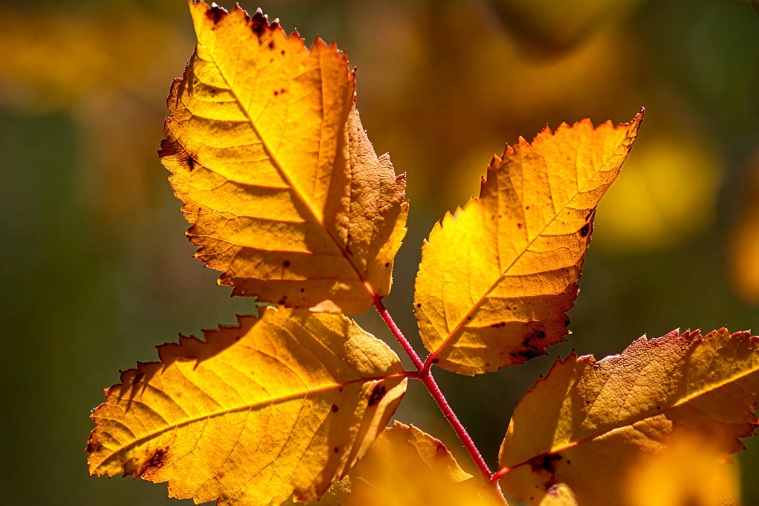 Autumn Leaves_0702.jpg